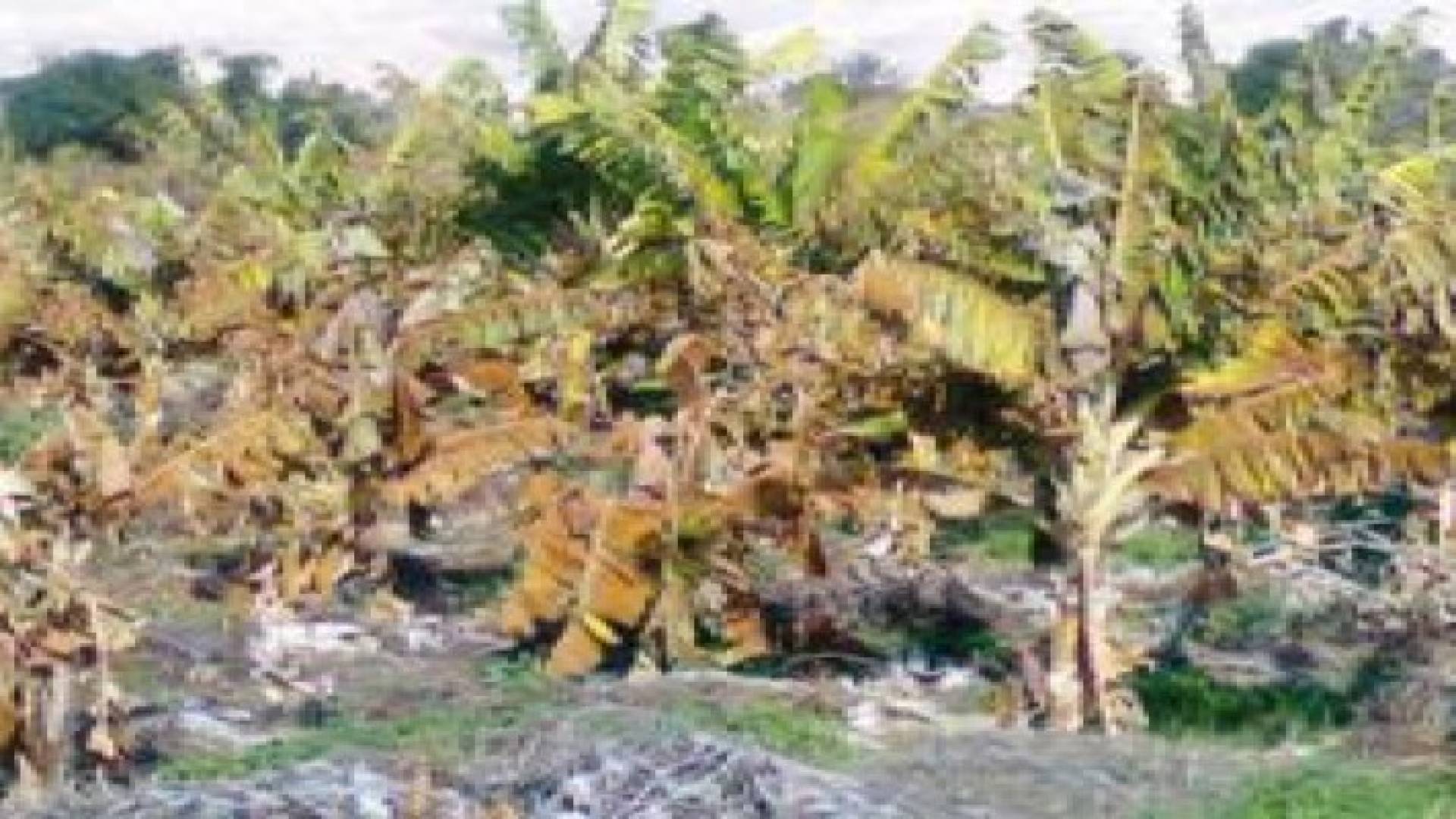 اتحاد المزارعين: المناطق الشفا غورية تعرضت لأضرار الصقيع وتستحق التعويض