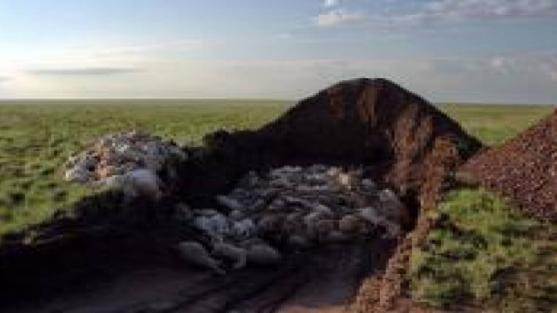 كازاخستان.. نفوق أكثر من 60 ألف ظبي بشكل غامض