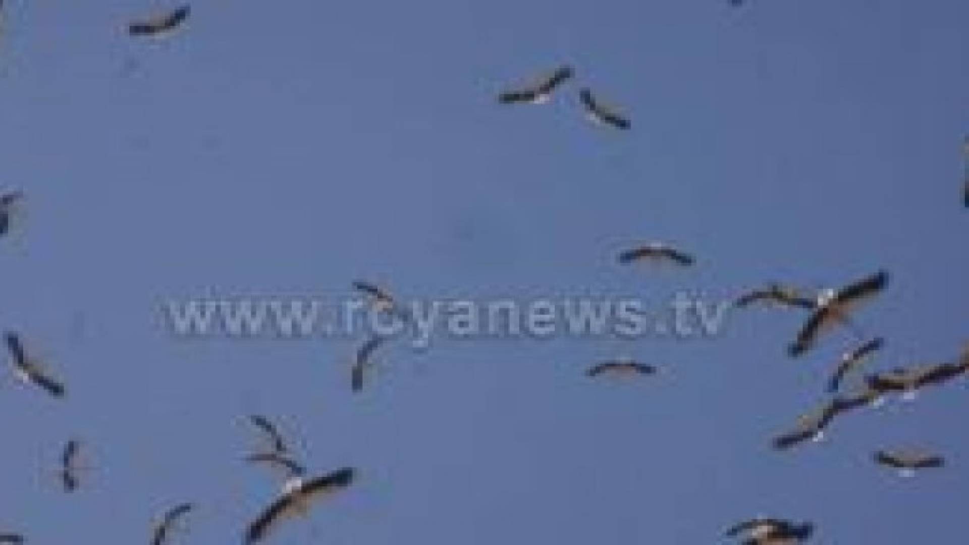 شاهد بالفيديو والصور :طائر "اللقلق" يحلق في سماء عمان