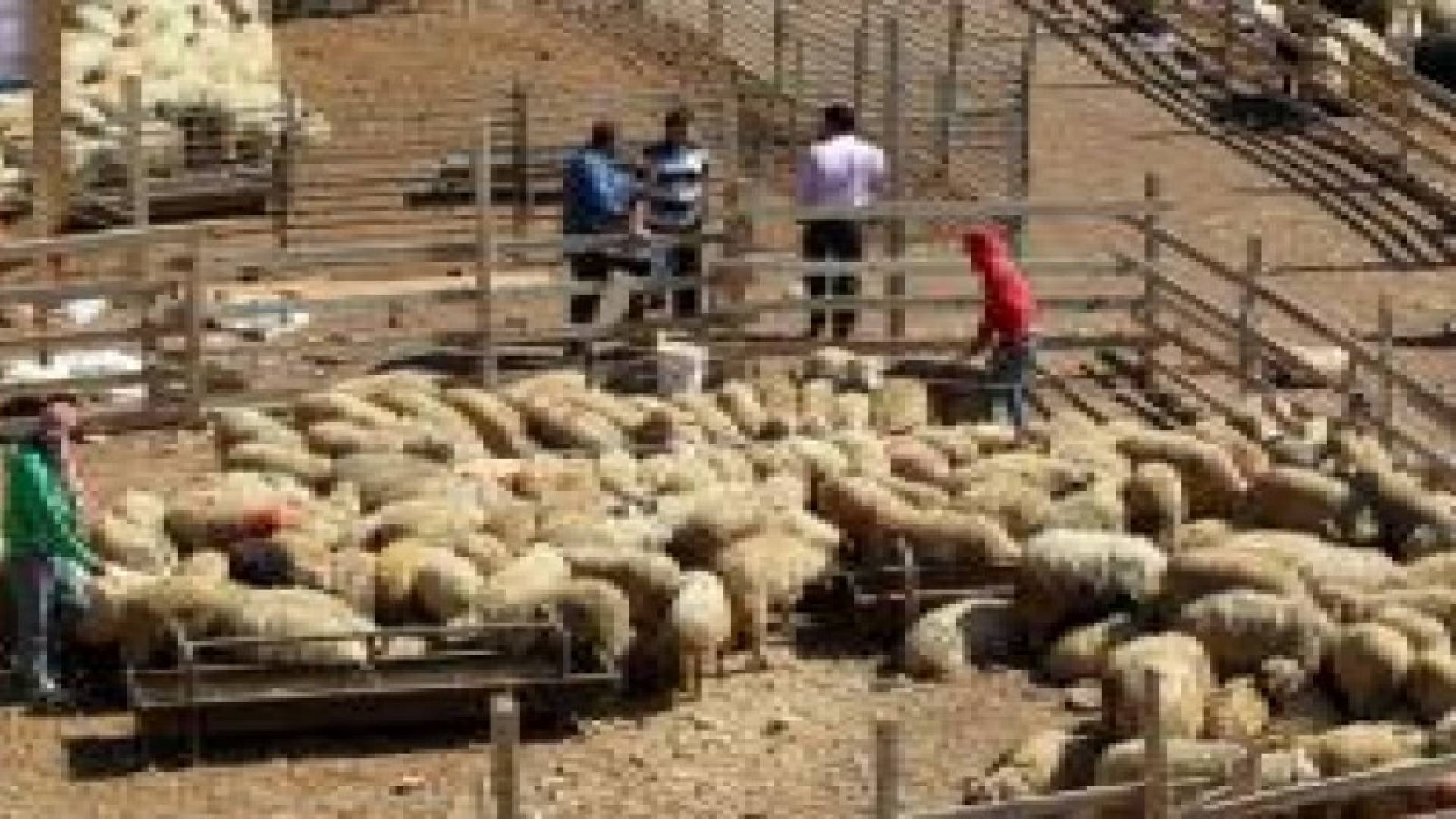 أمانة عمان تباشر باستقبال الطلبات للحصول على حظائر بيع وذبح الاضاحي