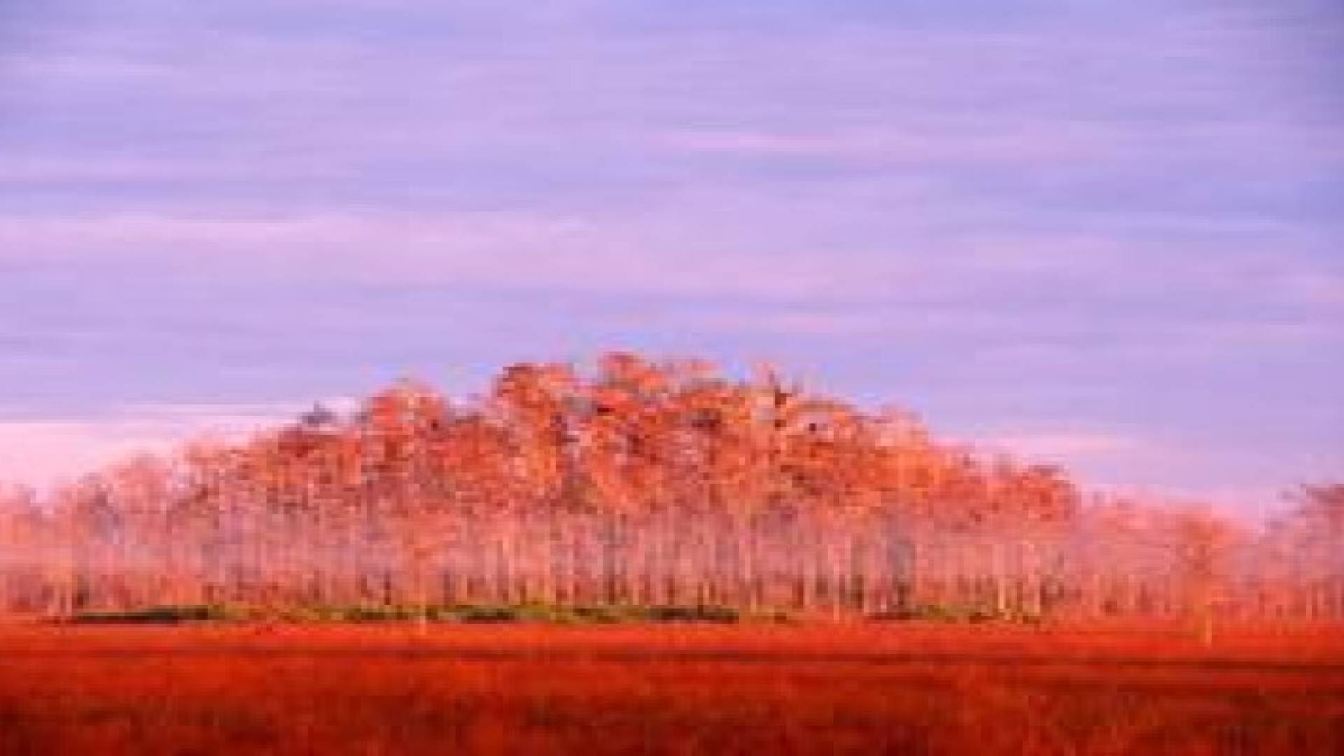 شاهد لقطات لجمال 3.04 تريليون شجرة على الأرض