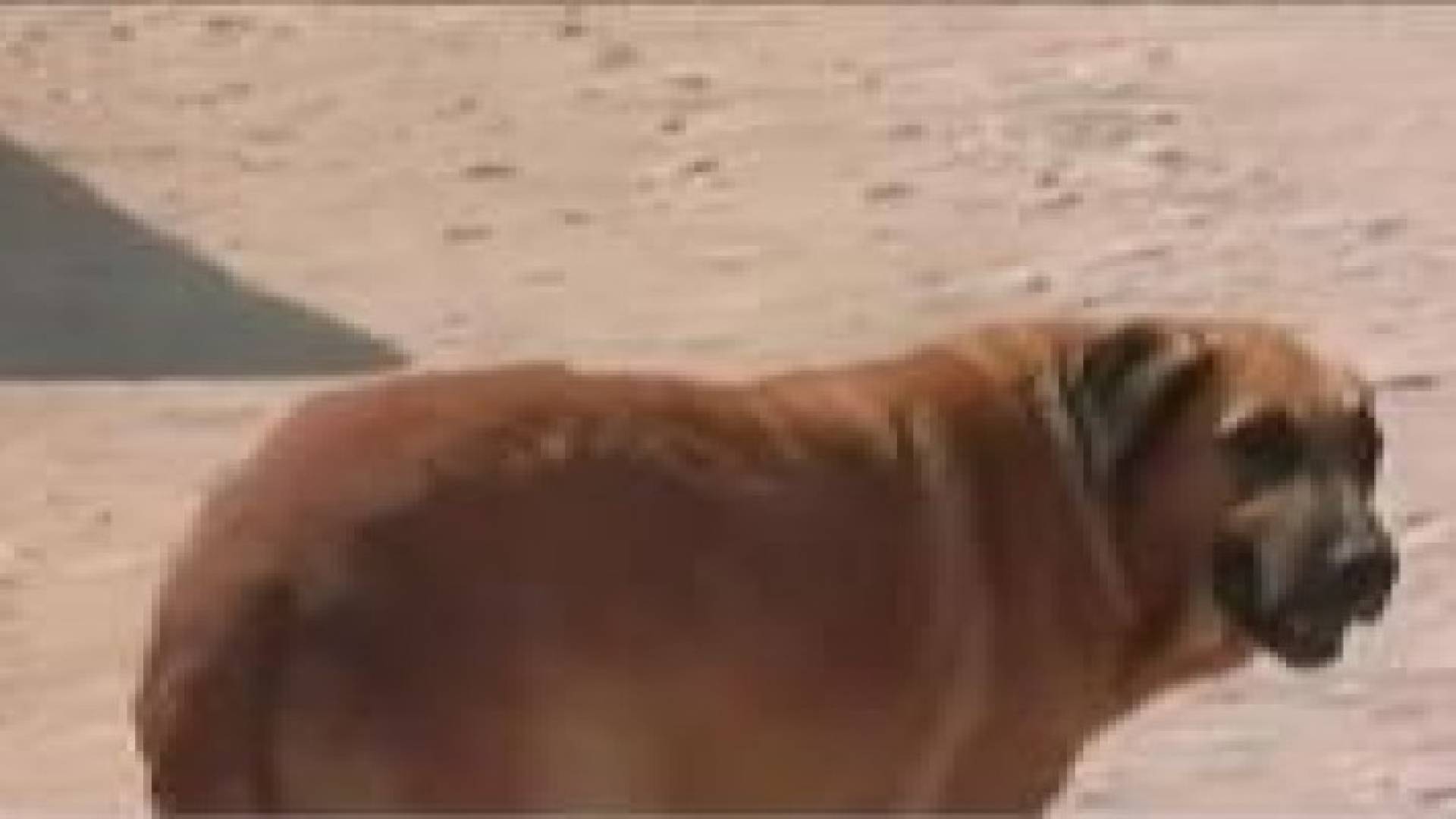 كلبة تنقذ طفلا وترضعه مع جرائها