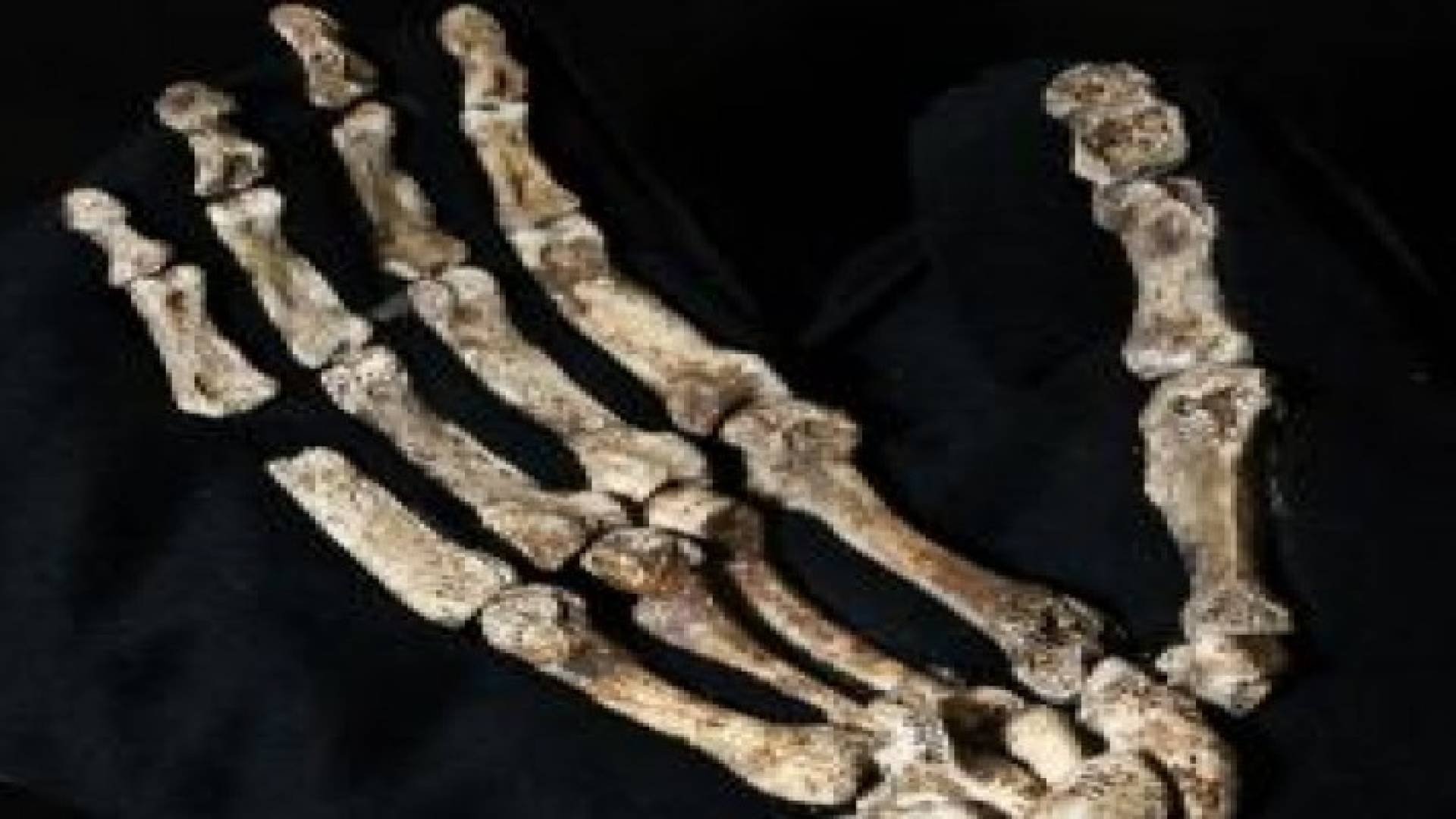 اكتشاف مذهل عن عيش جنس بشري من نوع آخر على الأرض