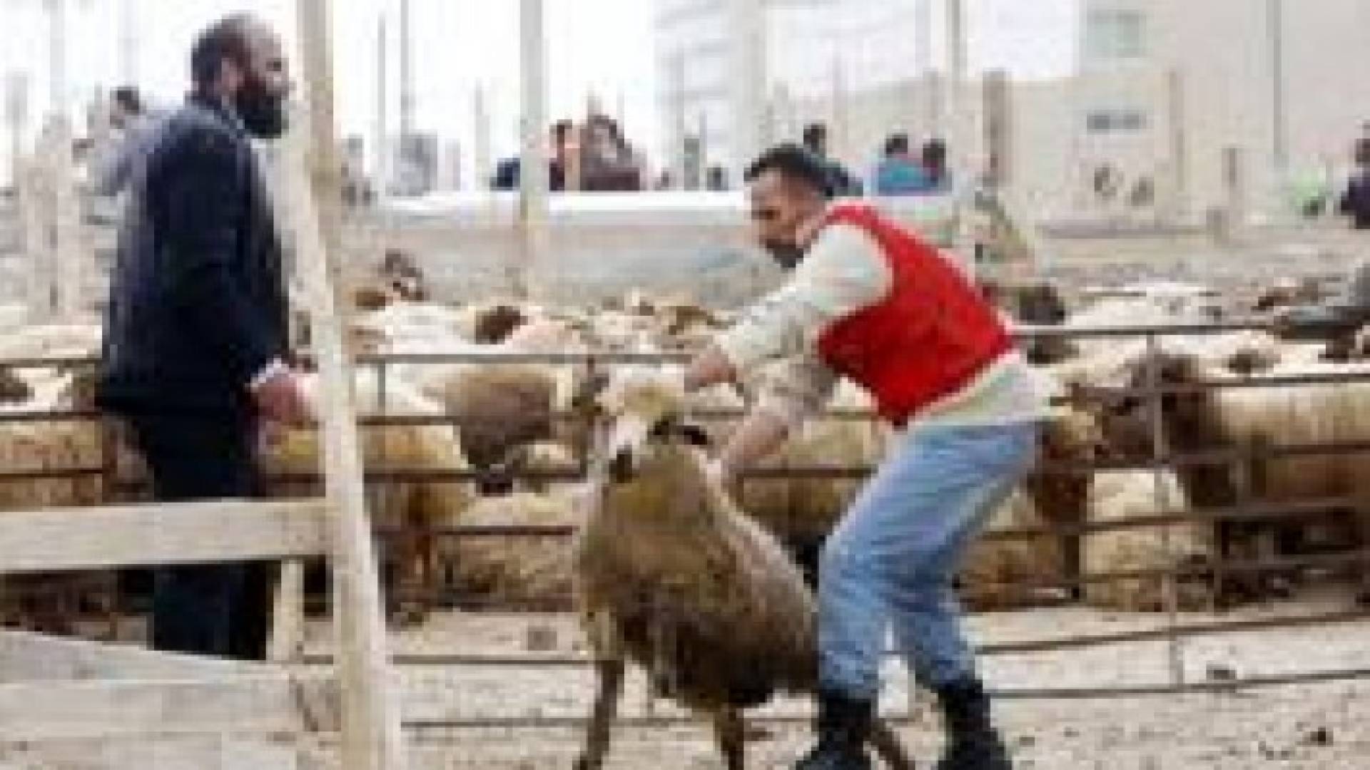 أسعار الأضاحي بين 100 و215 دينارا