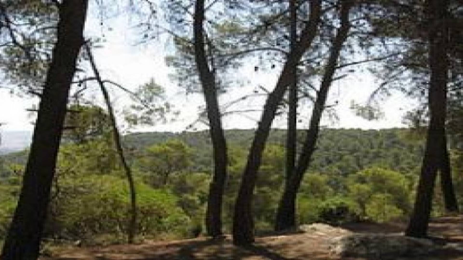 حملة لتنظيف الأشجار غابة عراك في لواء عين الباشا