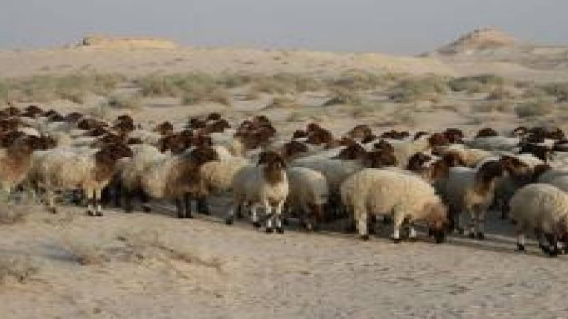 أسعار اﻷضاحي تتراوح بين 150 - 250 دينارا