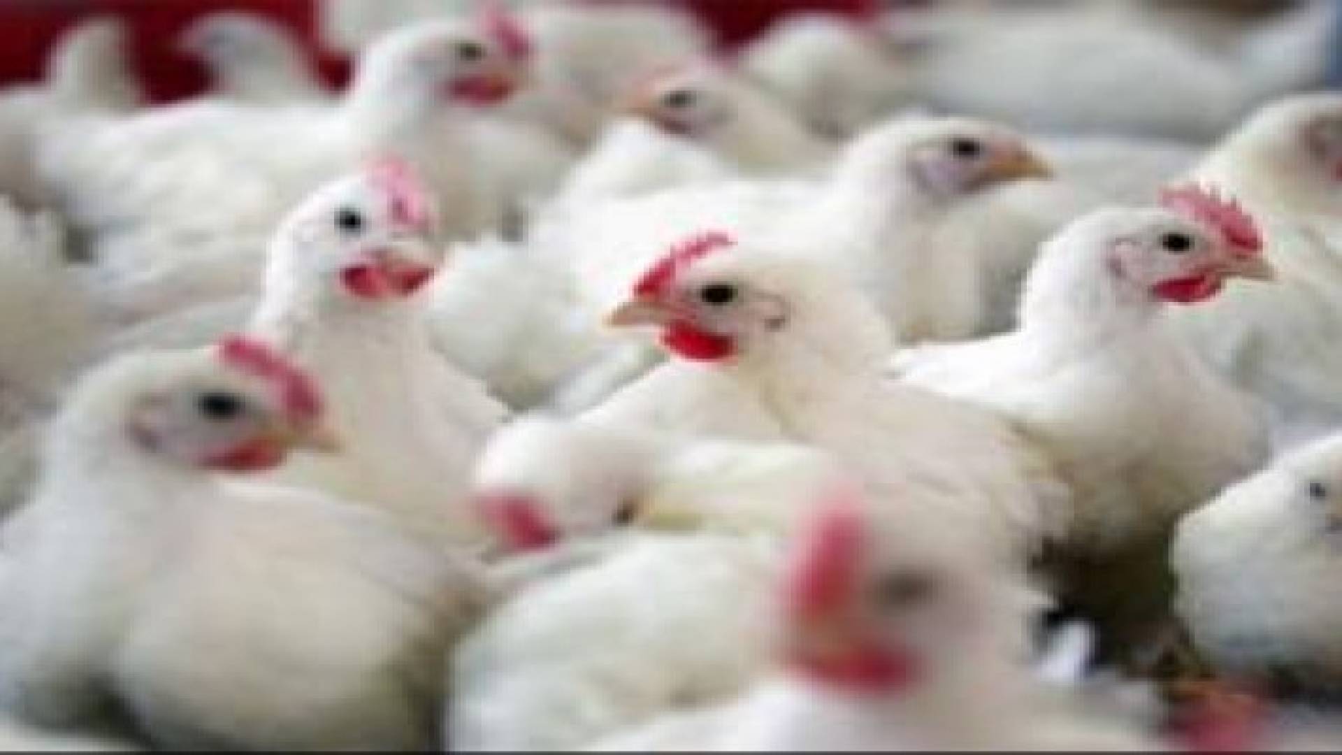 تراجع كميات واسعار الدجاج خلال الربع الثاني من العام