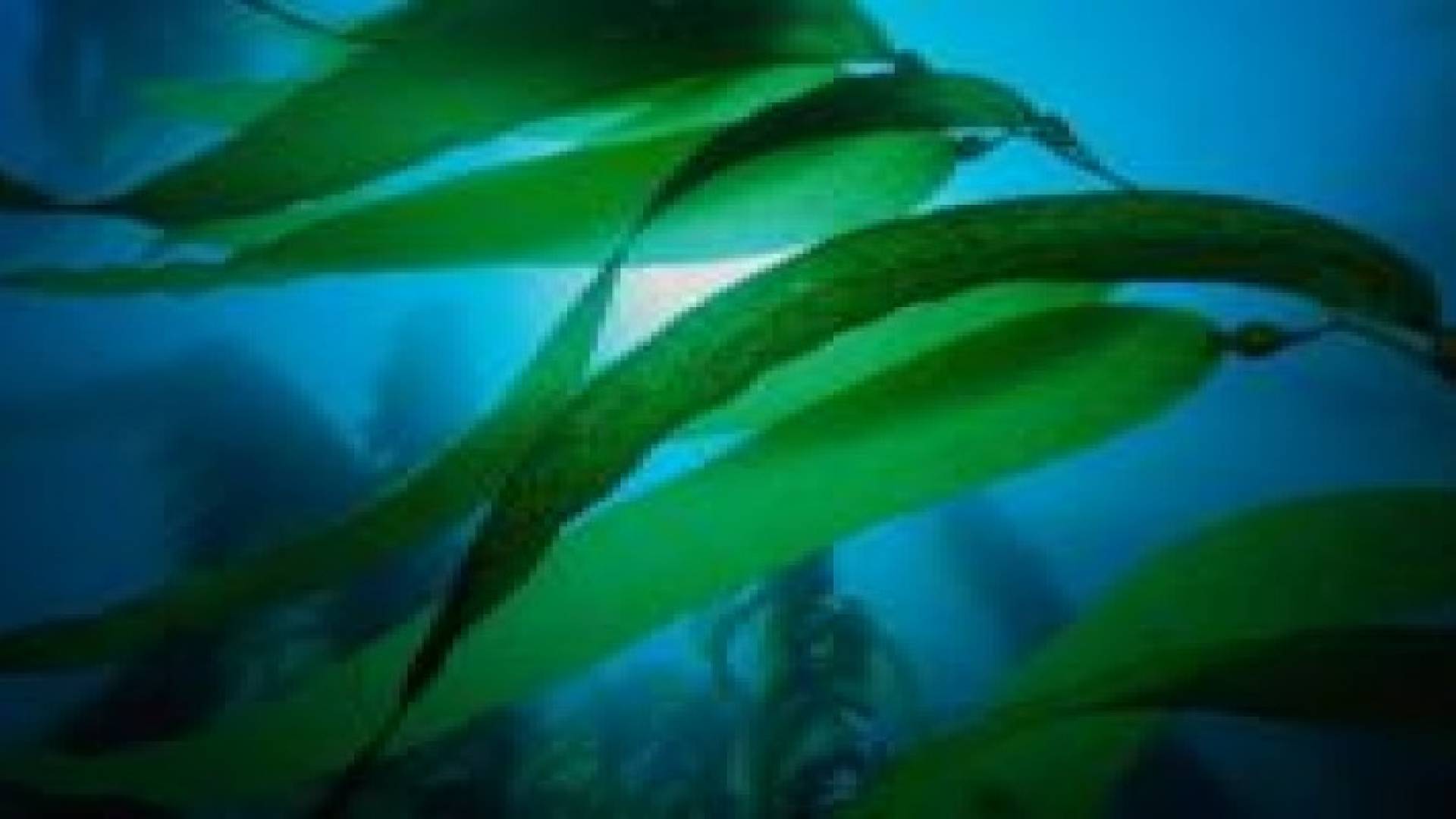 أعشاب بحرية تحتوي على دواء يعالج العمى