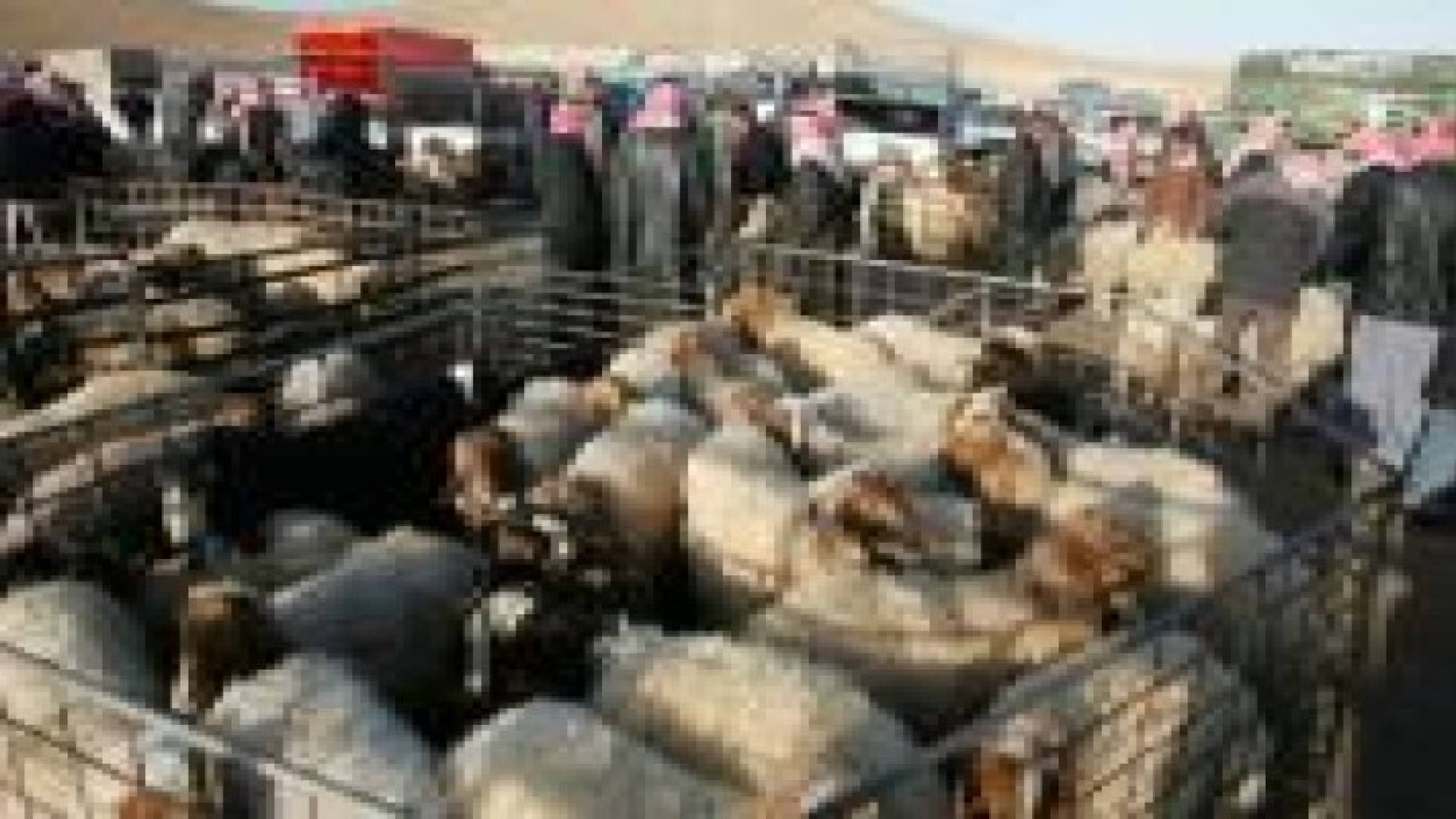 اجراءات لضبط اسعار الاضاحي وتفادي ارتفاعها..تفاصيل