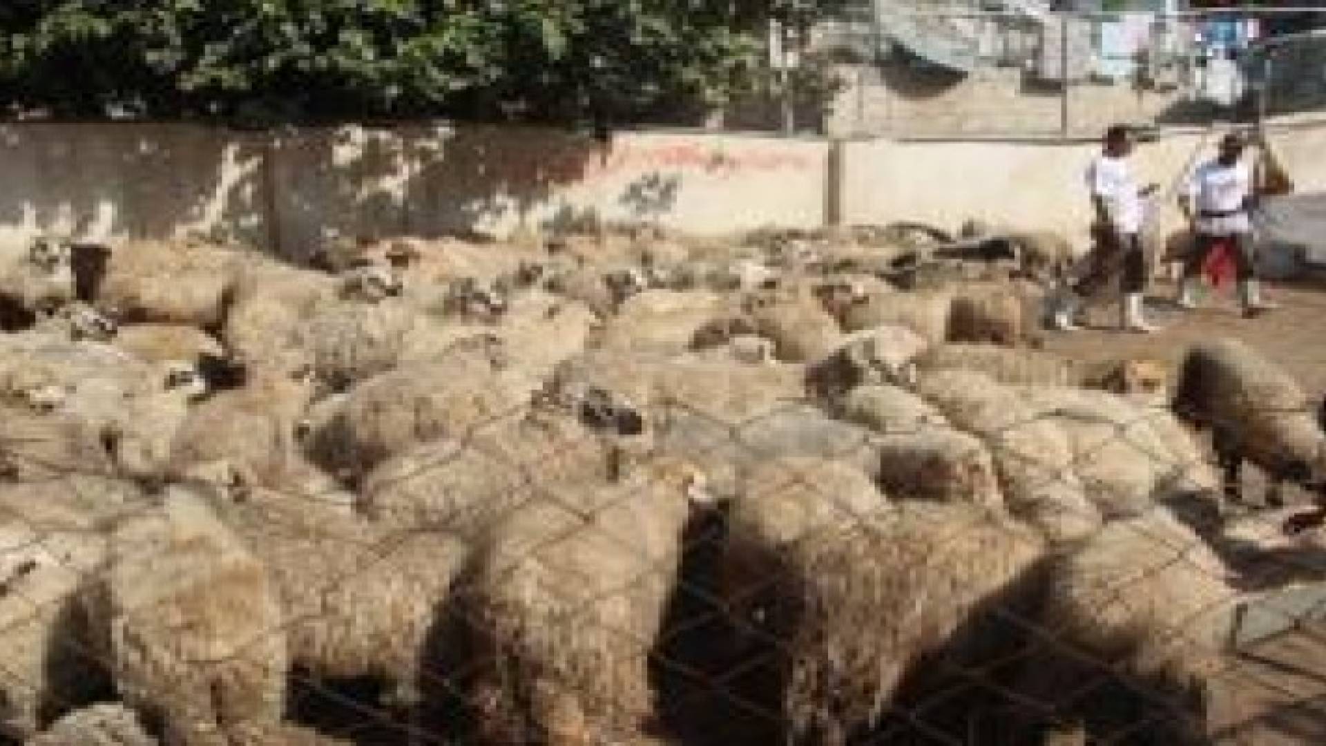 "حماية المستهلك": أسعار الاضاحي مرتفعة ومبالغ فيها