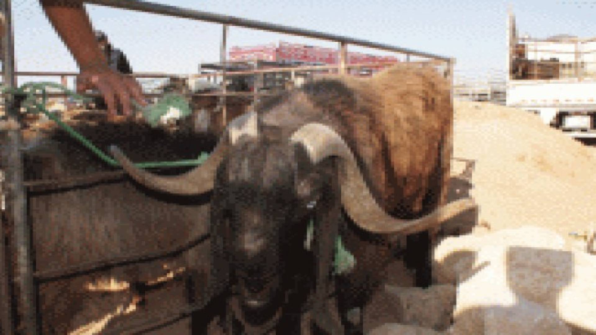 مادبا: تراجع حاد على اسعار ومبيعات الاضاحي