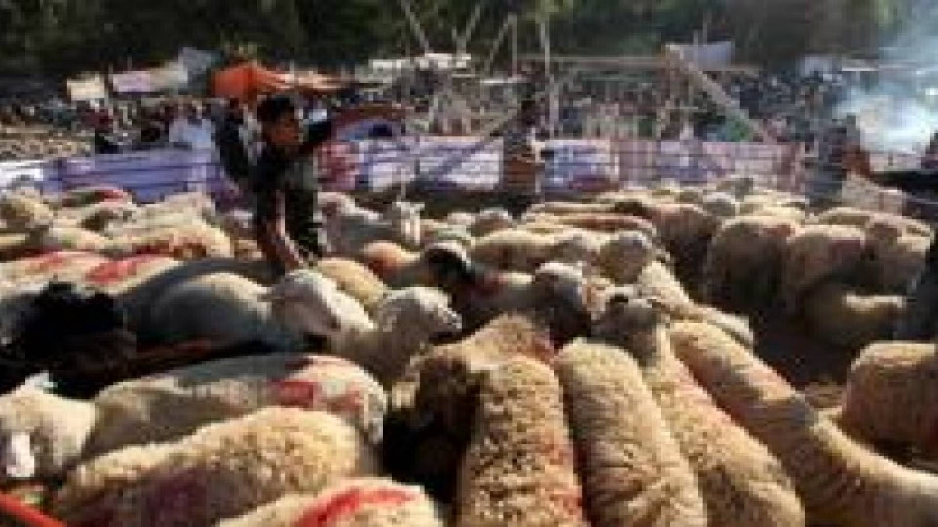 صحة البلقاء تطلق حملة رقابية على اماكن بيع الاضاحي