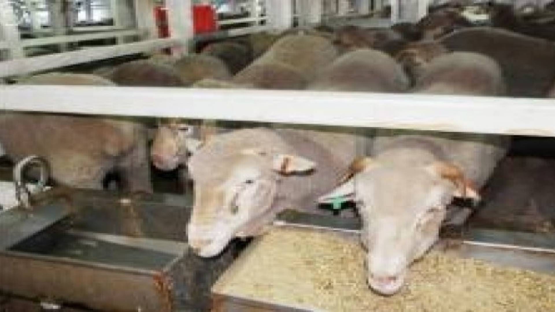 السعودية ستوزع مليون رأس ماشية على فقراء العالم