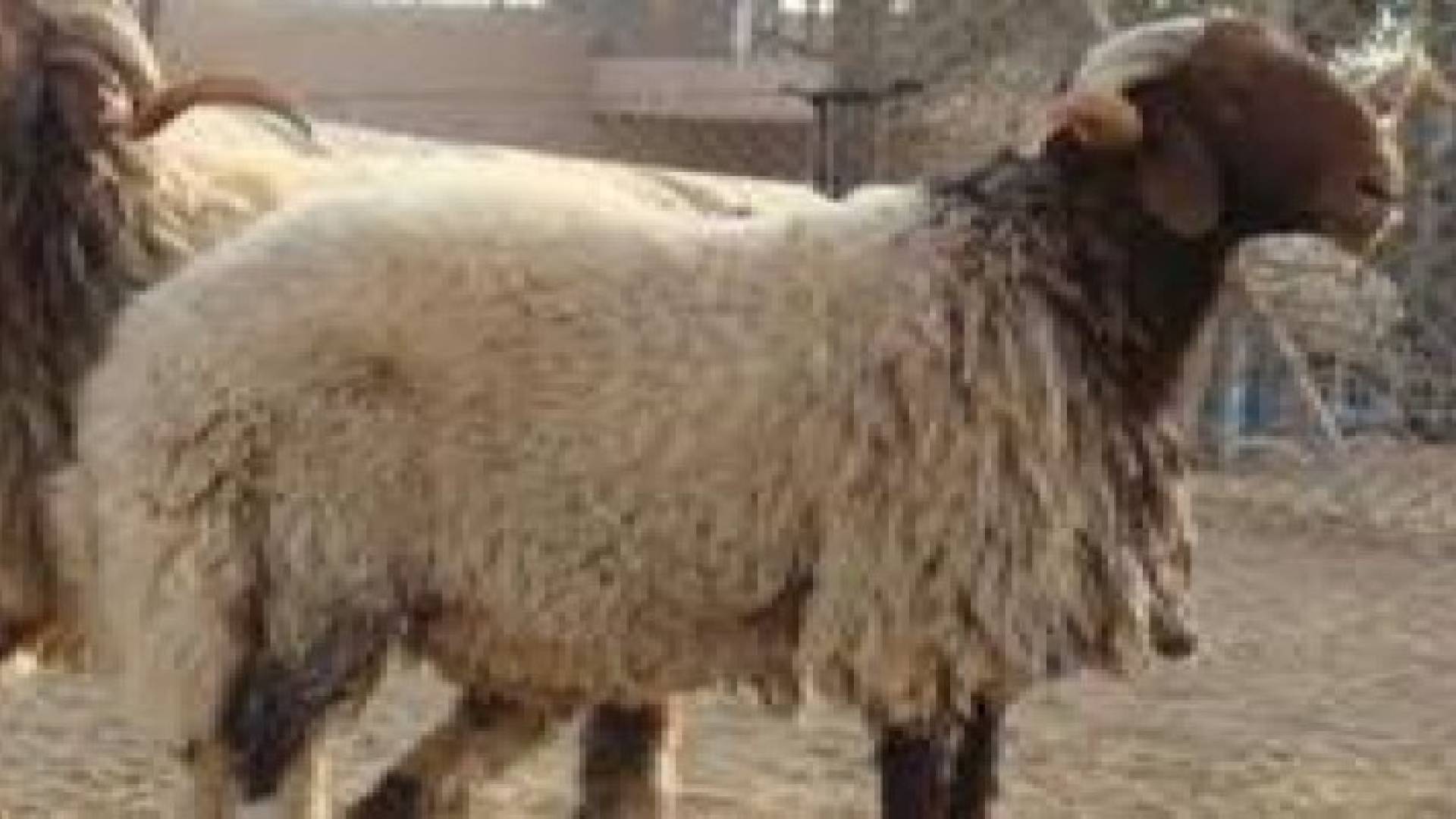 الافتاء العام: لا يجوز الجمع بالنية بين الأضحية والعقيقة