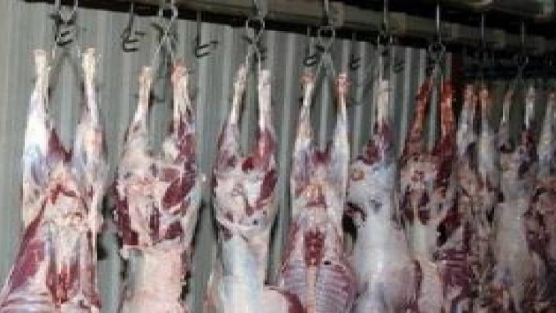 مسلخ أمانة عمان يفتح ابوابه في العيد .. مواعيد