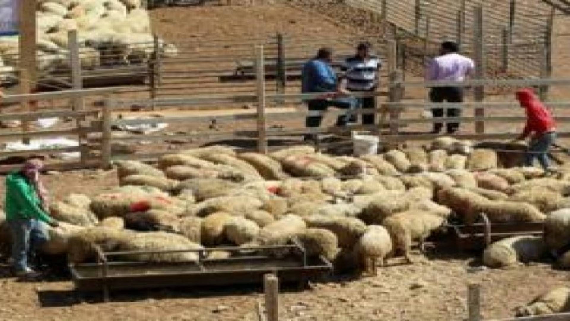 الامانة تخصص 14 موقعا لبيع الاضاحي