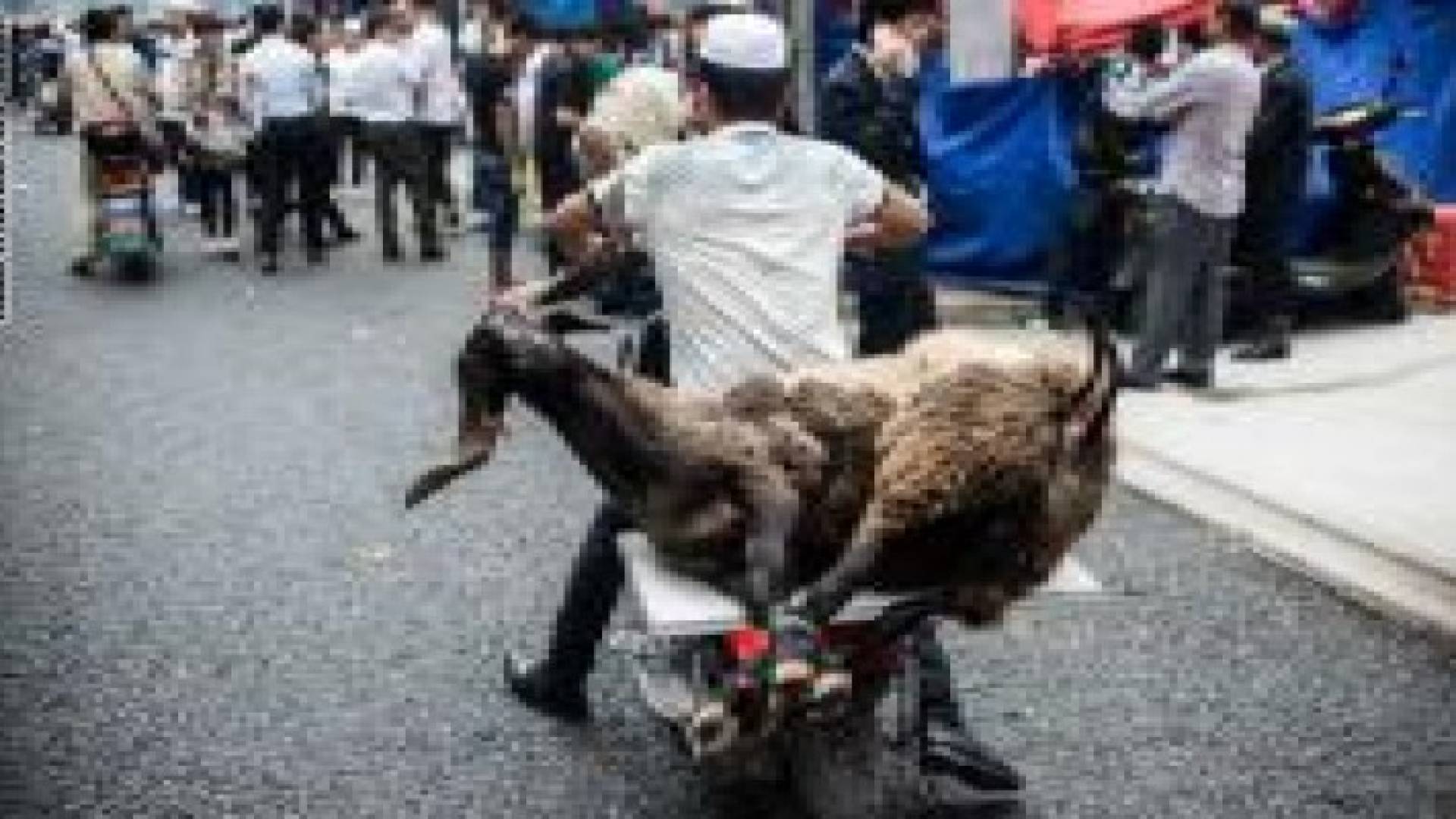 بالصور... أجواء اليوم الأول لعيد الأضحى في العالم