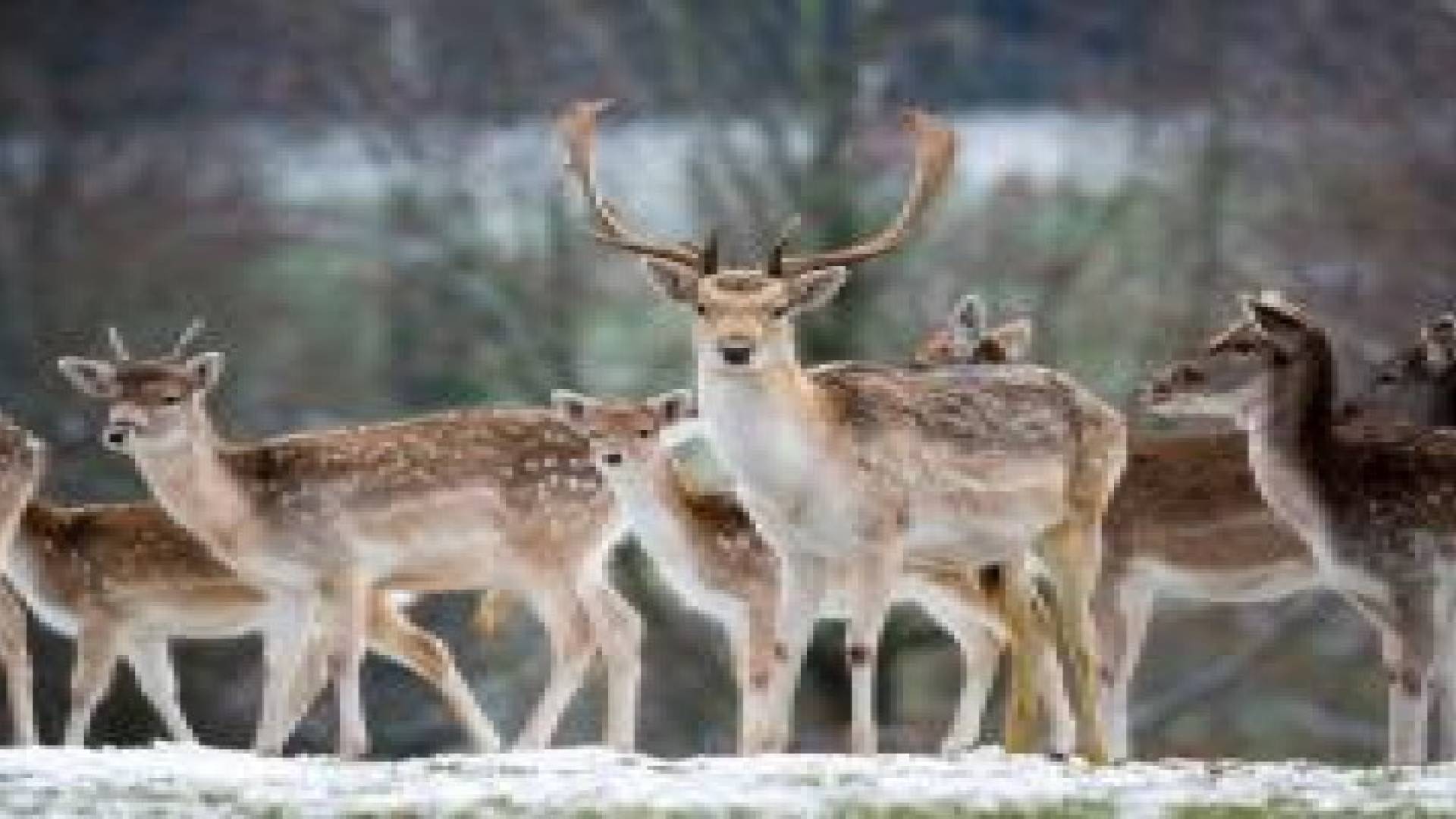 "أيائل" تحتل مدينة أمريكية