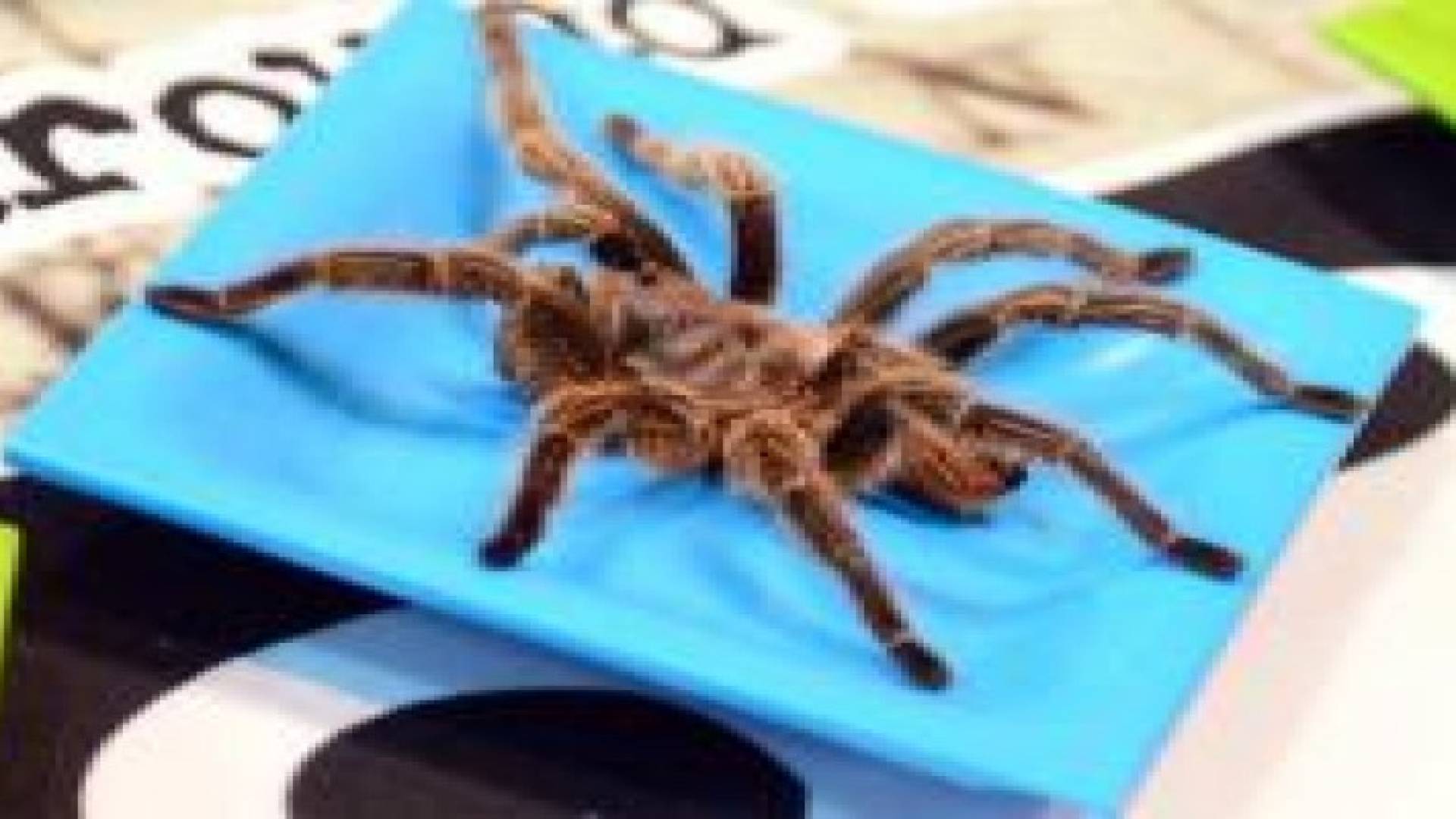 عنكبوت عملاق يتسبب بتأجيل رحلة جوية