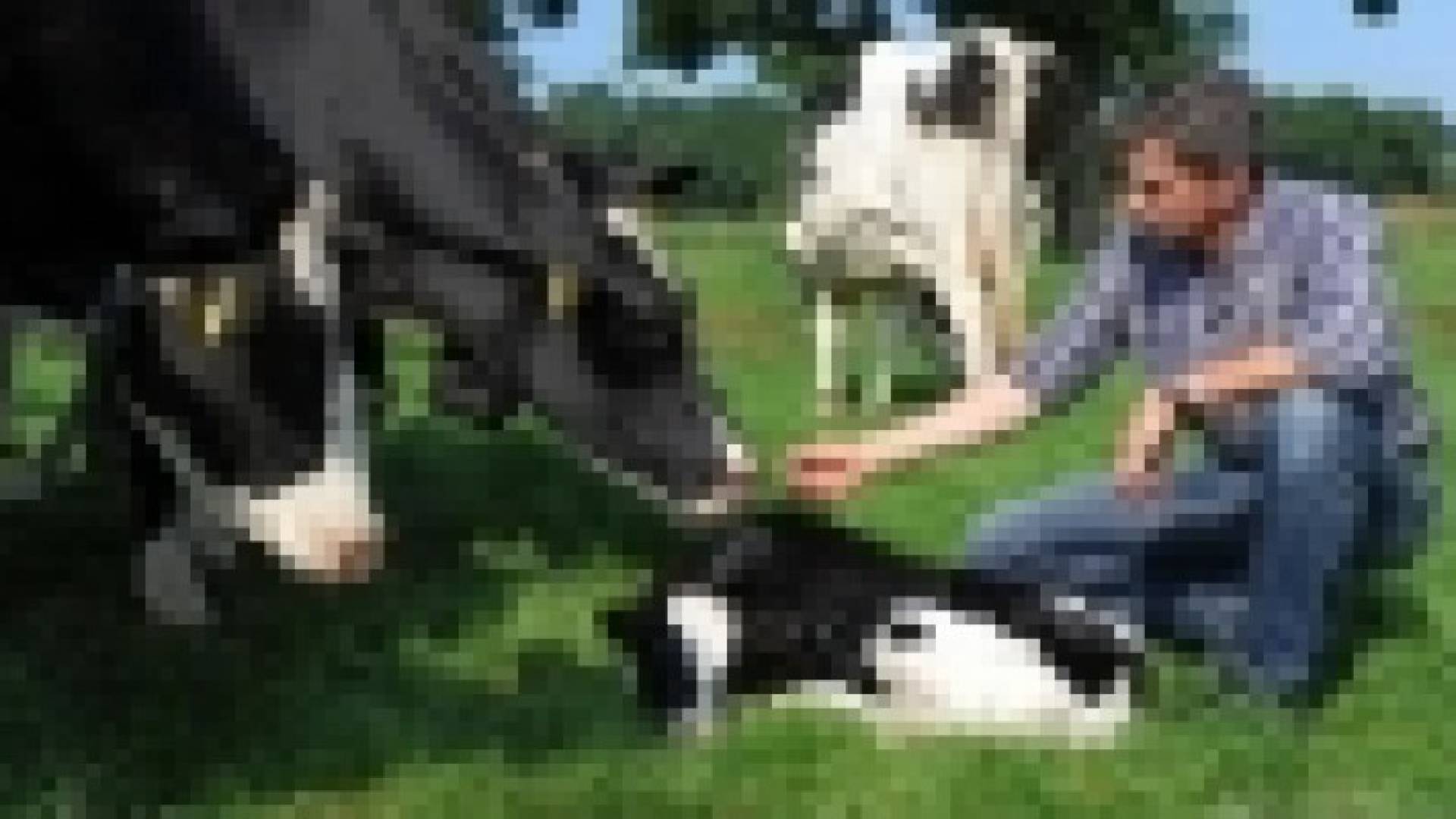 غبار حظائر الأبقار يقي من الحساسية
