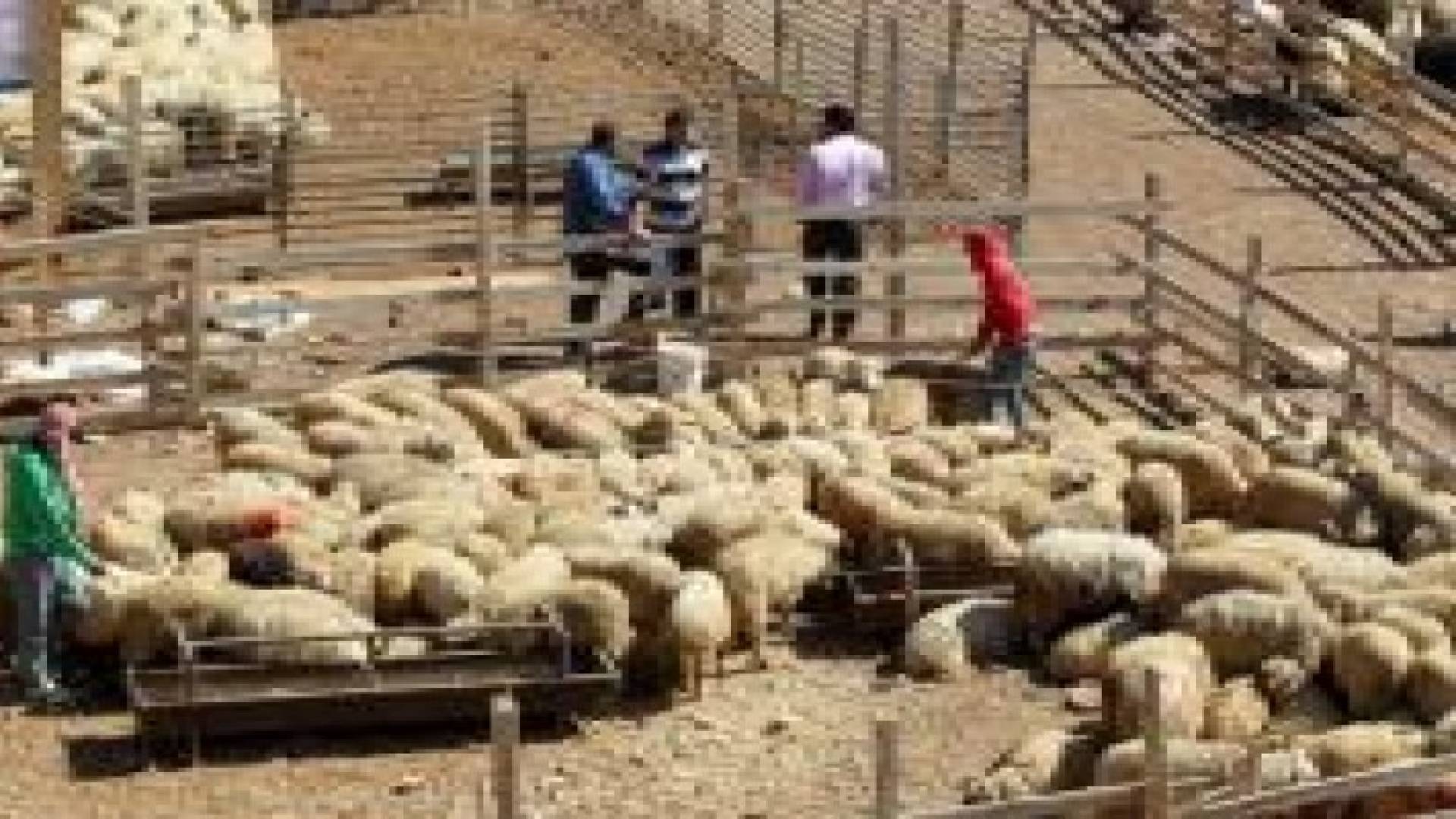 انخفاض أسعار الأضاحي في آخر أيام العيد في العاصمة عمان