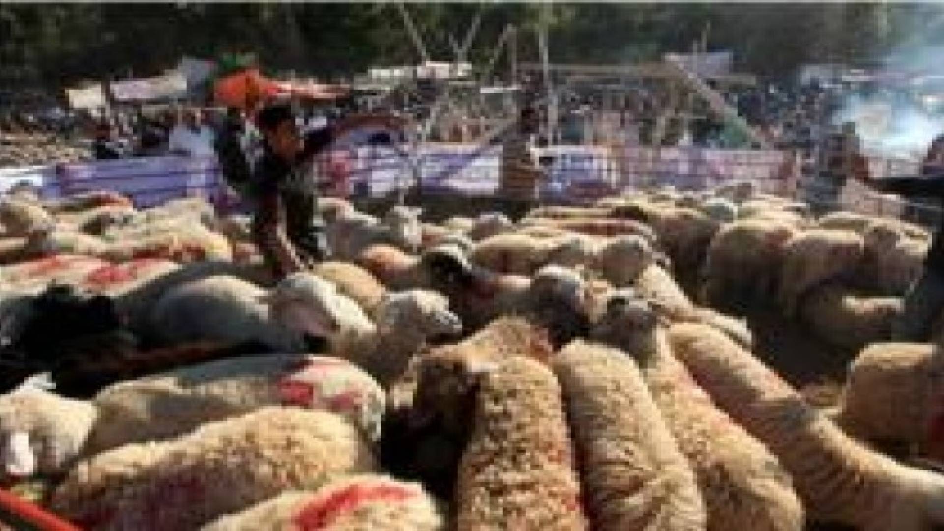 الامانة تزيل 150 حظيرة مخالفة وتباشر رش وتعقيم مواقع بيع وذبح الاضاحي