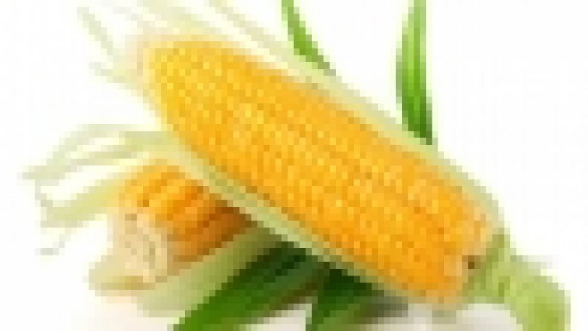 الذرة تحوي مواد قد تقي من السرطان