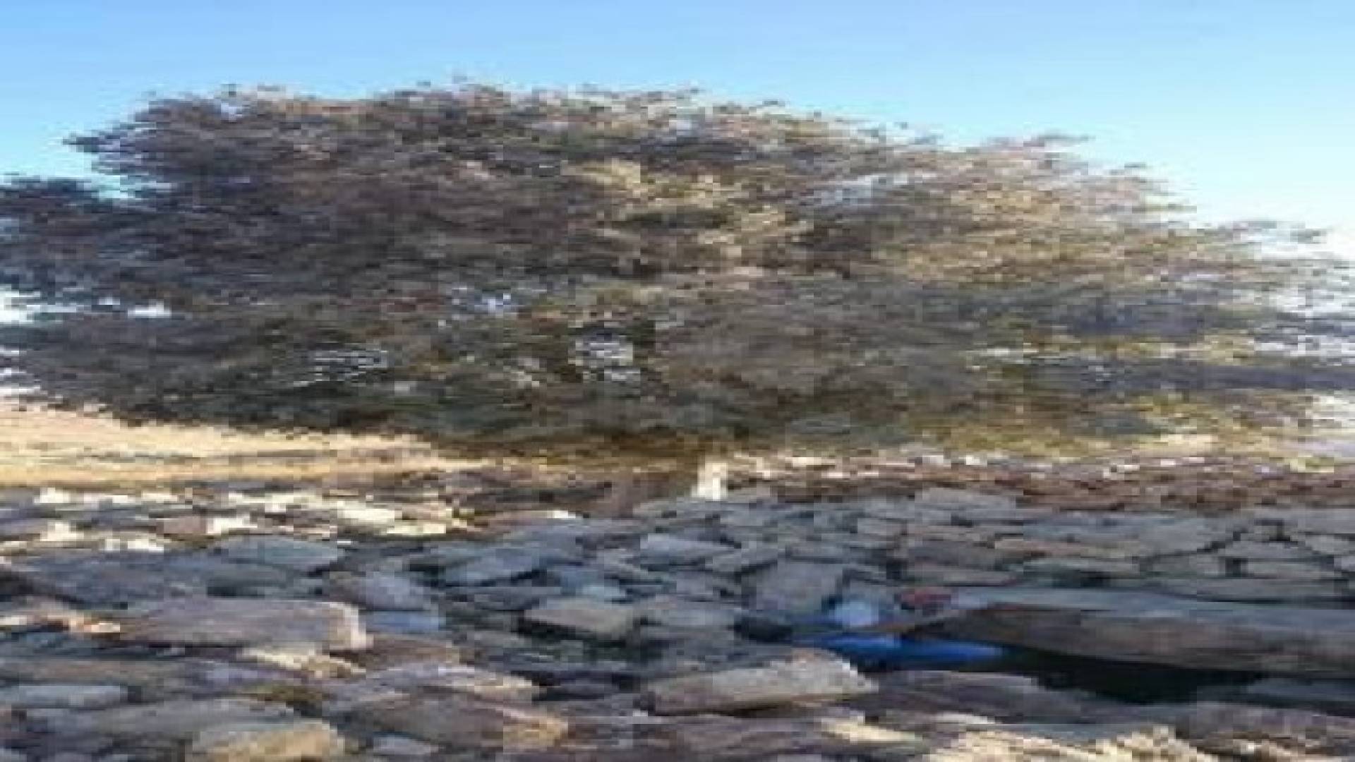 الكرك: شجرة الميس مهددة بالانقراض .. صور