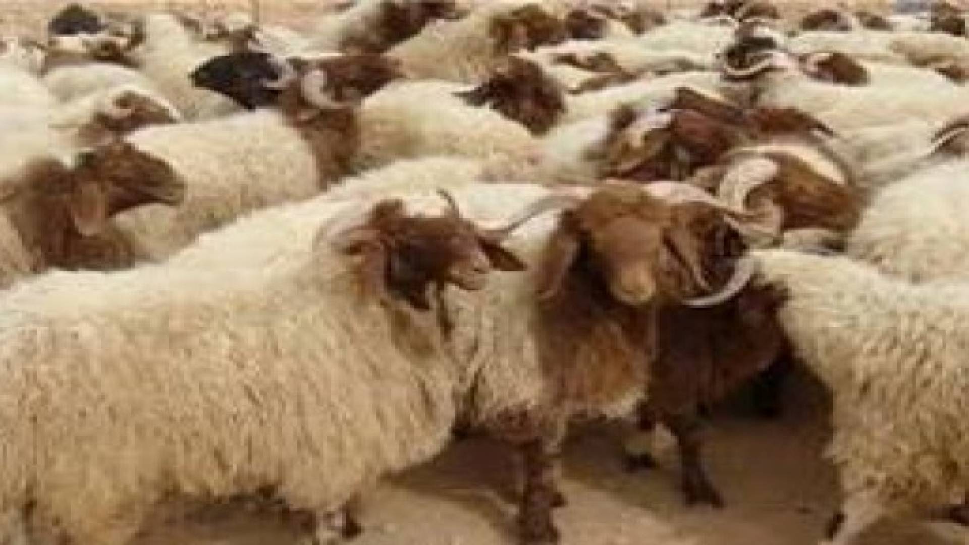 ارتفاع مبيعات اغنام الذبح بنسبة 8 بالمائة العام الحالي