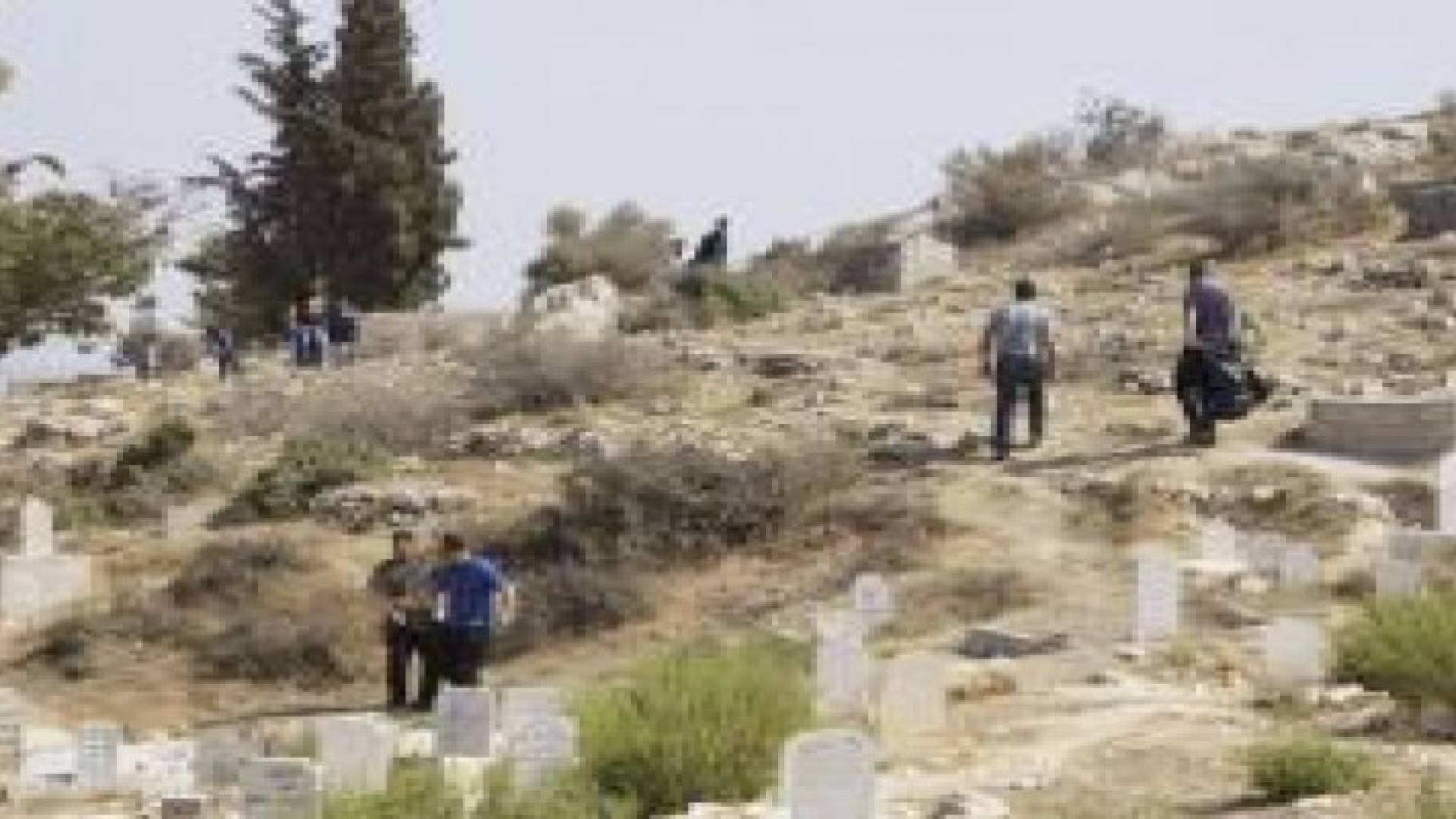 السلط: زراعة الف شجرة زيتون في مقبرة أم جوزة