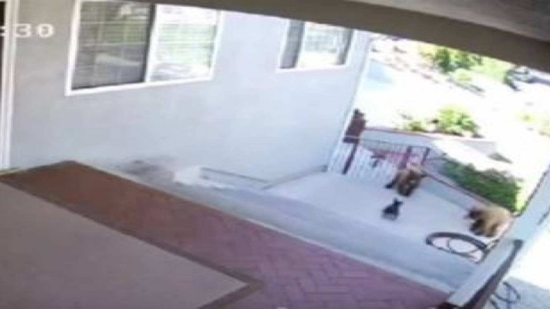 بالفيديو.. كلب صغير يطرد دبتين من حديقة منزل