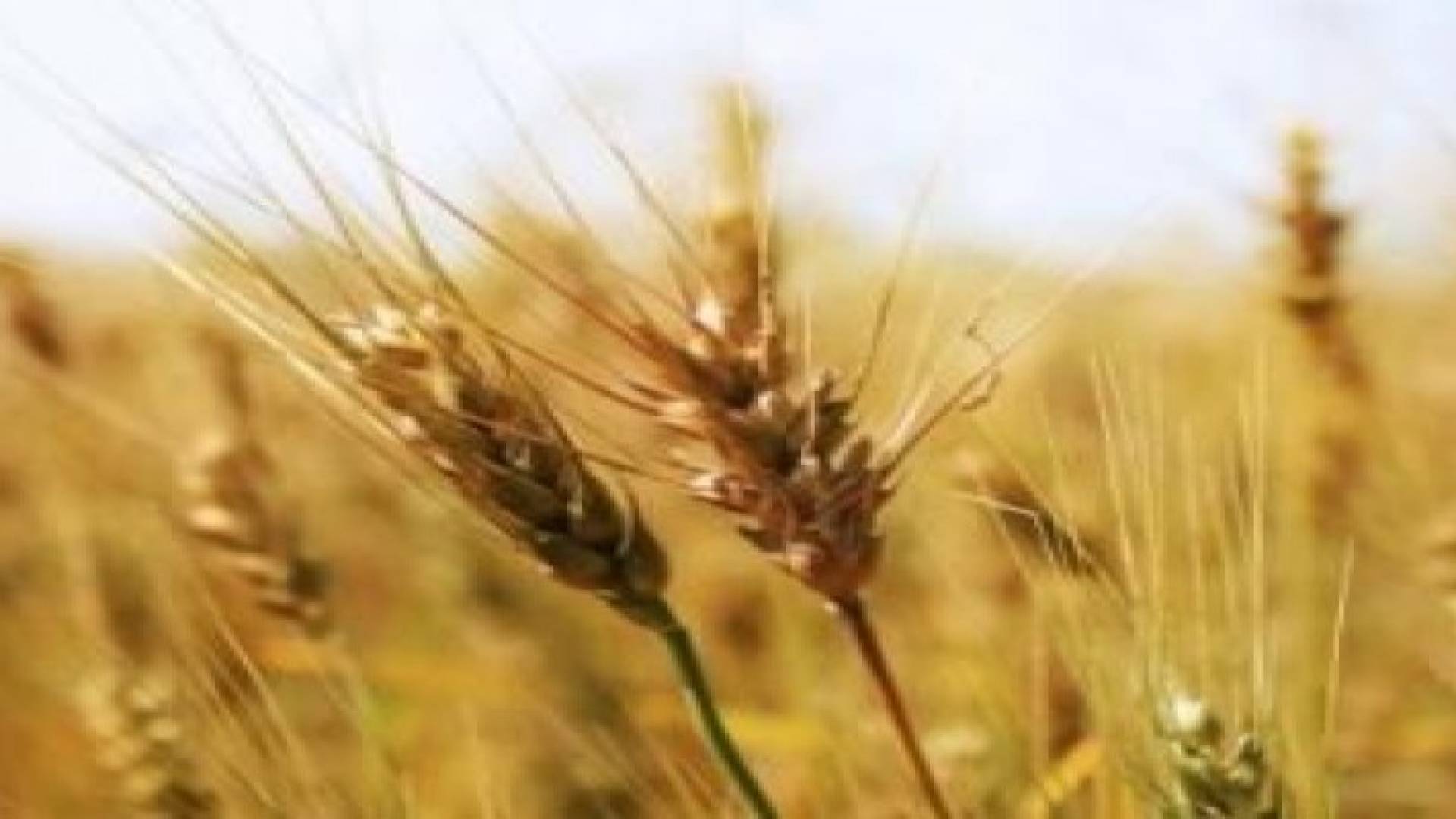 أزمة سير خانقة نتيجة وقوع عدد من الحوادث .. صورة