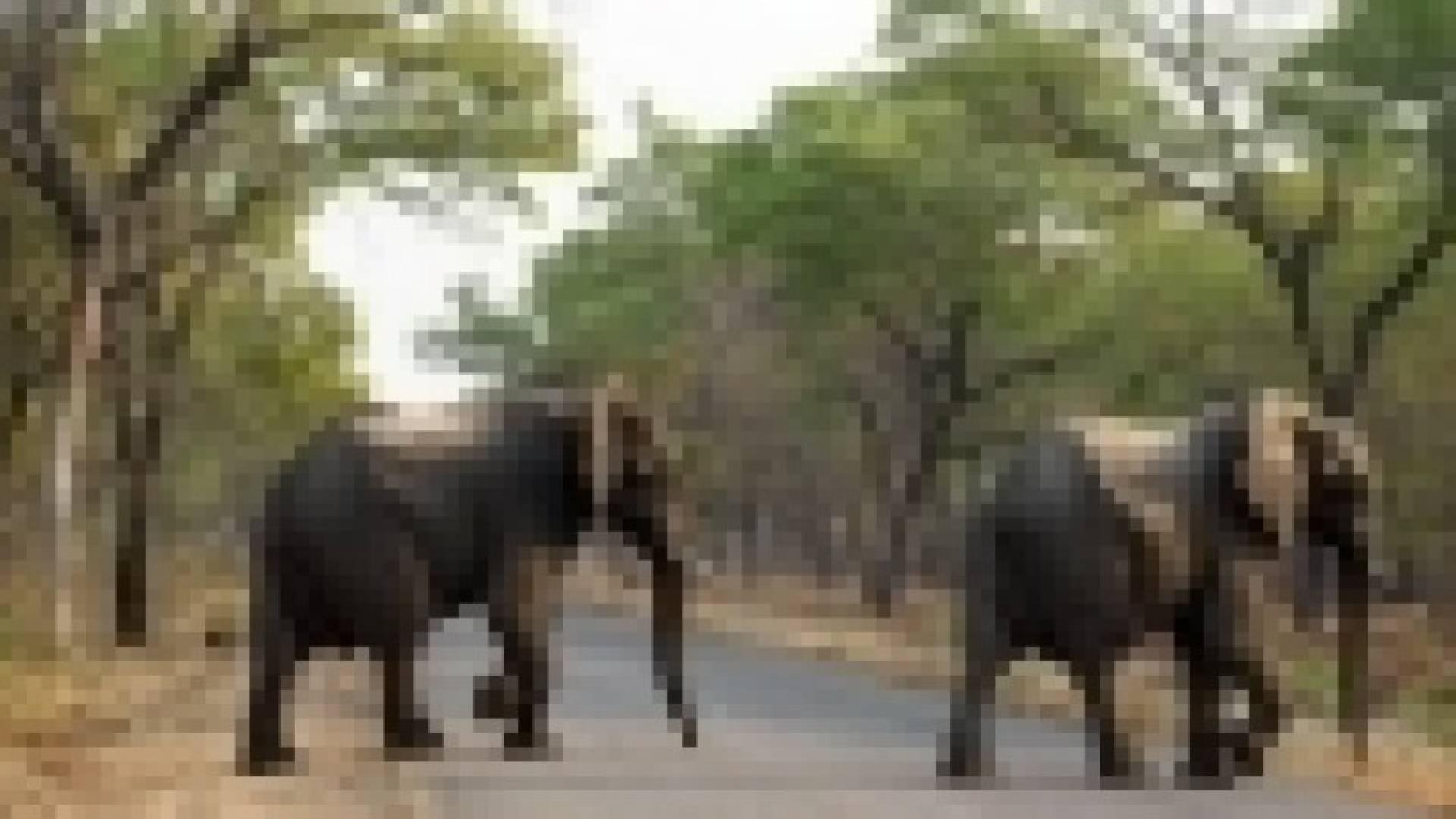 الفيلة قد تحمل الشفاء من السرطان