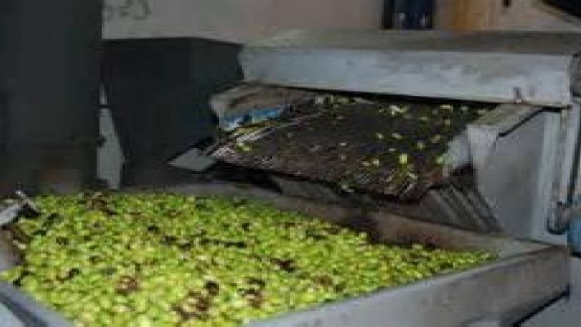 وزارة الزراعة تطلق موسم عصر الزيتون لهذا العام