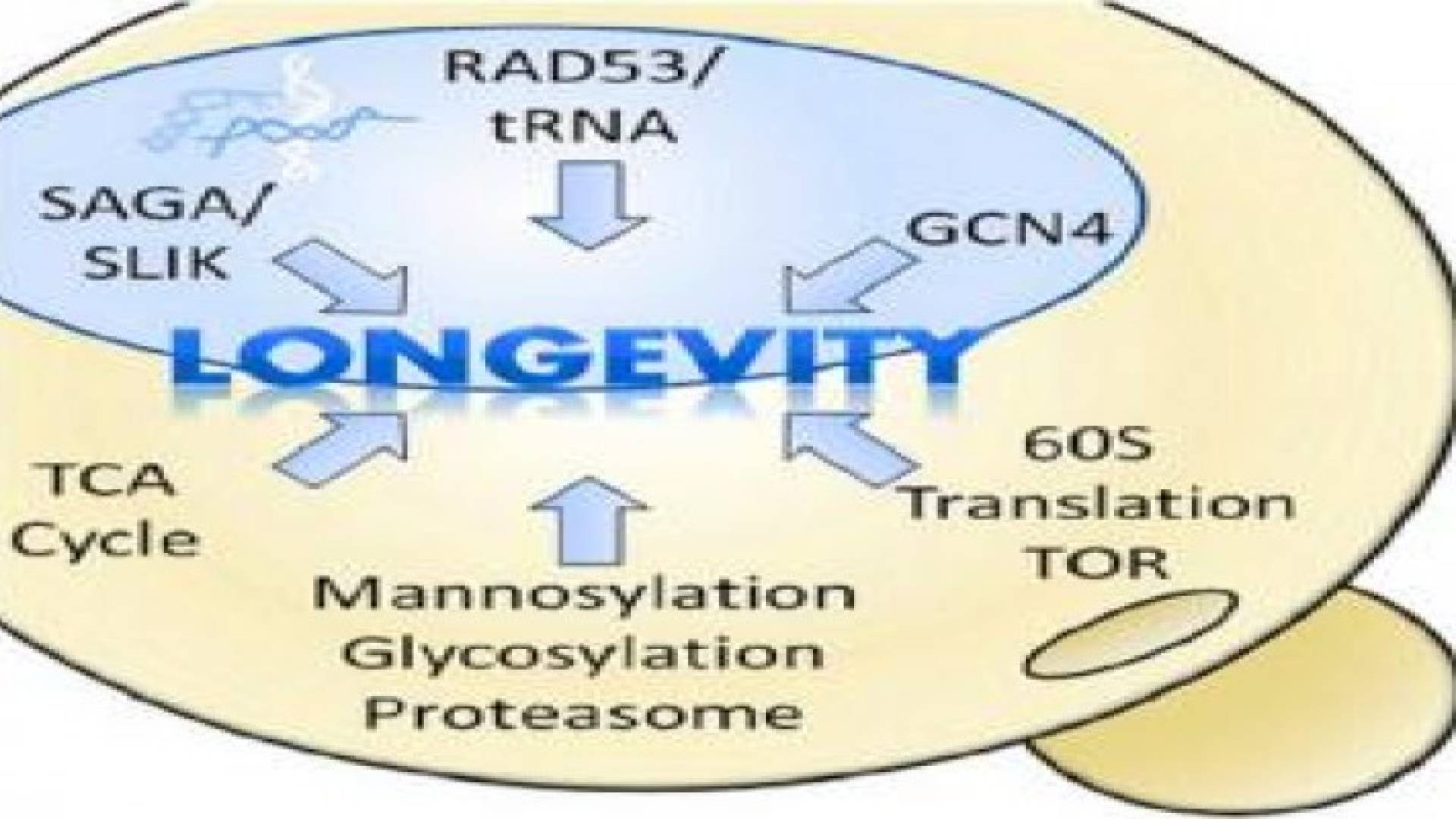 كشف ثوري في علم الجينات يطيل الأعمار الى 160 سنة