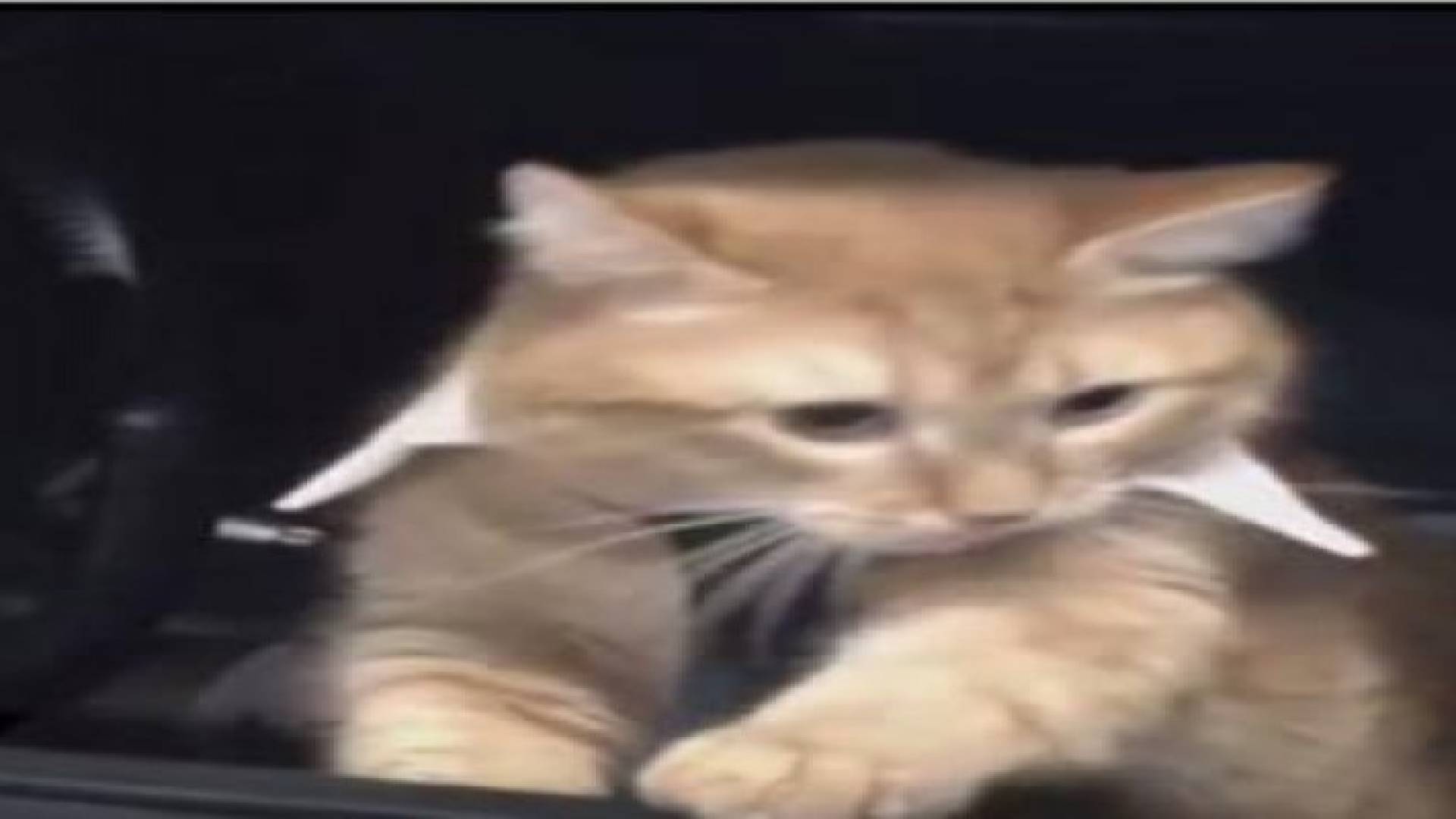 بالفيديو: قطط تدير شركة في اليوم العالمي للحيوانات