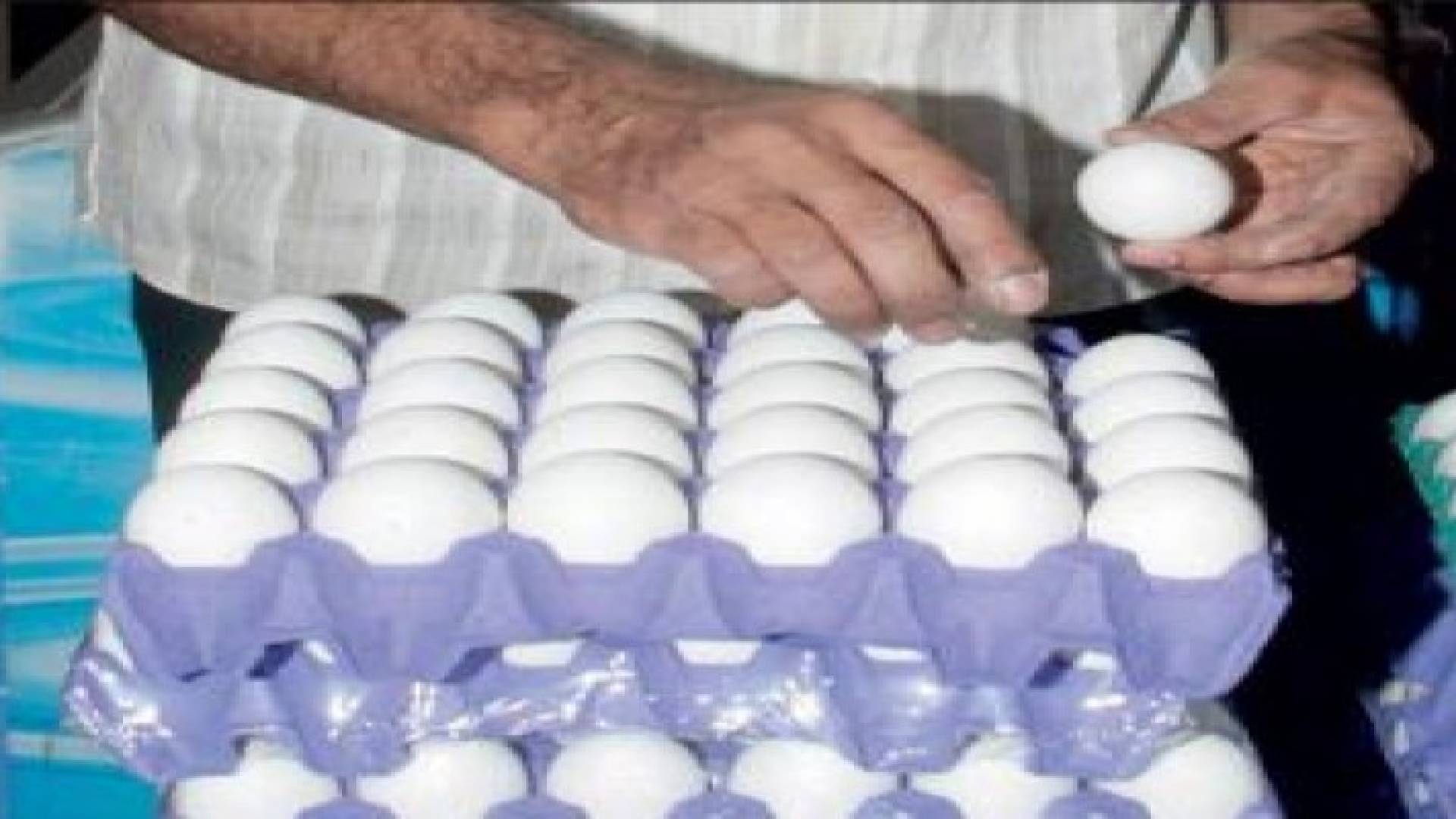 تحديد 33 مركزا لبيع البيض مباشرة بأسعار أقل