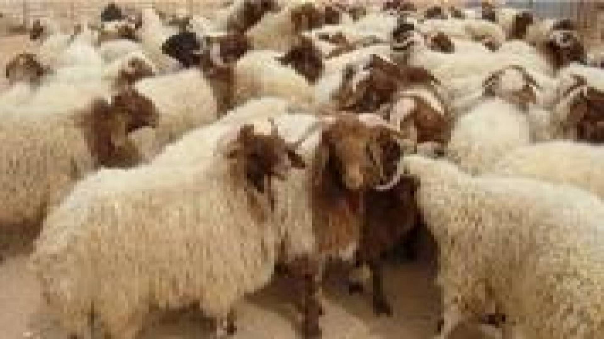 تكية أم علي: توزيع أضاحي 2015 على 18300 أسرة