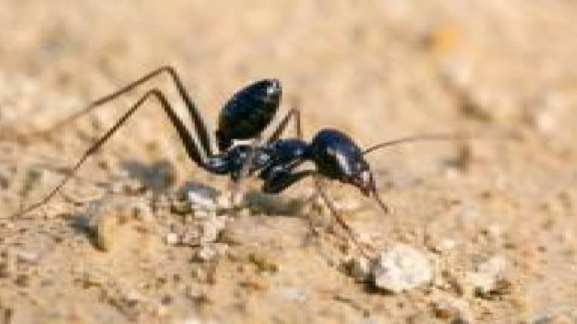 ستيني اعتاش على النمل أسبوعا إثر ضياعه بالصحراء