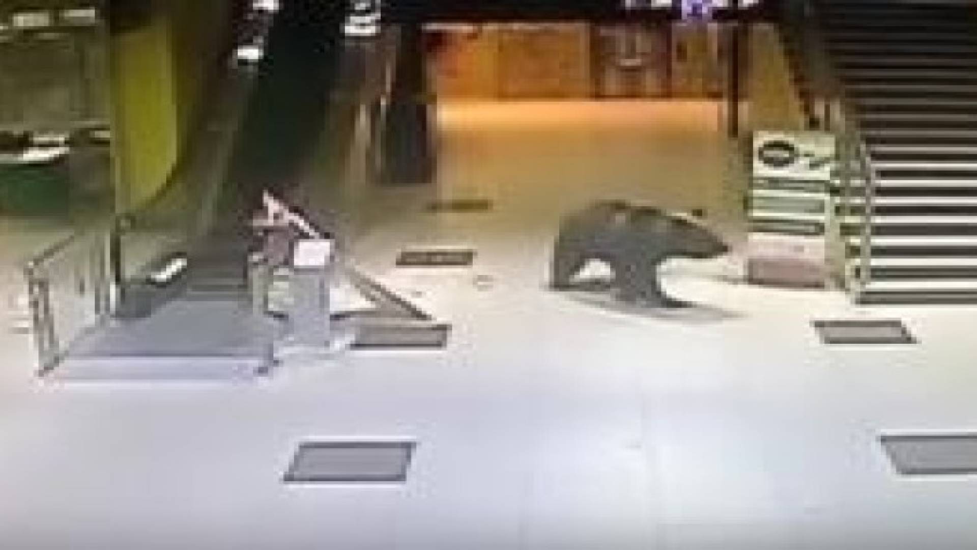 دب يقتحم مركزا تجاريا في مدينة خاباروفسك في سيبيريا