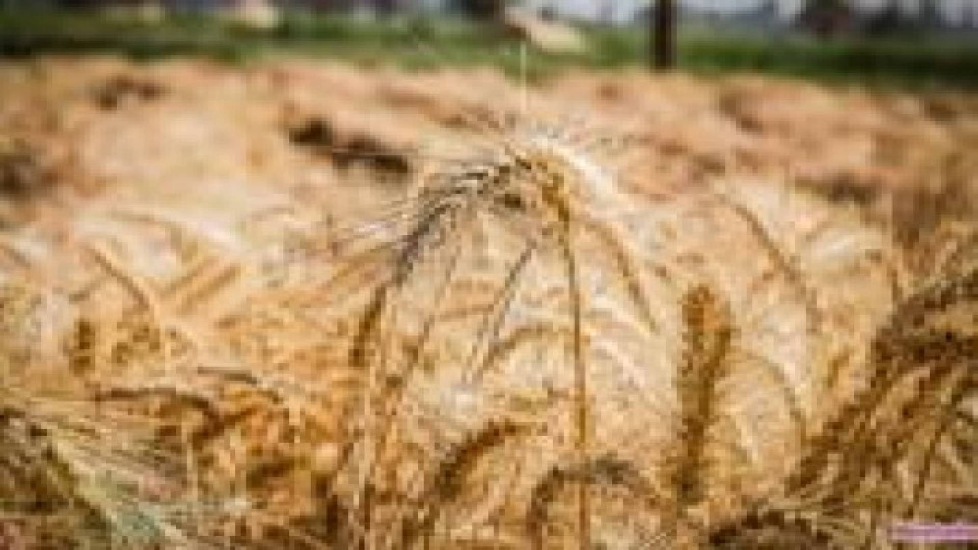 تجار: مصر تتلقى العروض في مناقصة لشراء القمح