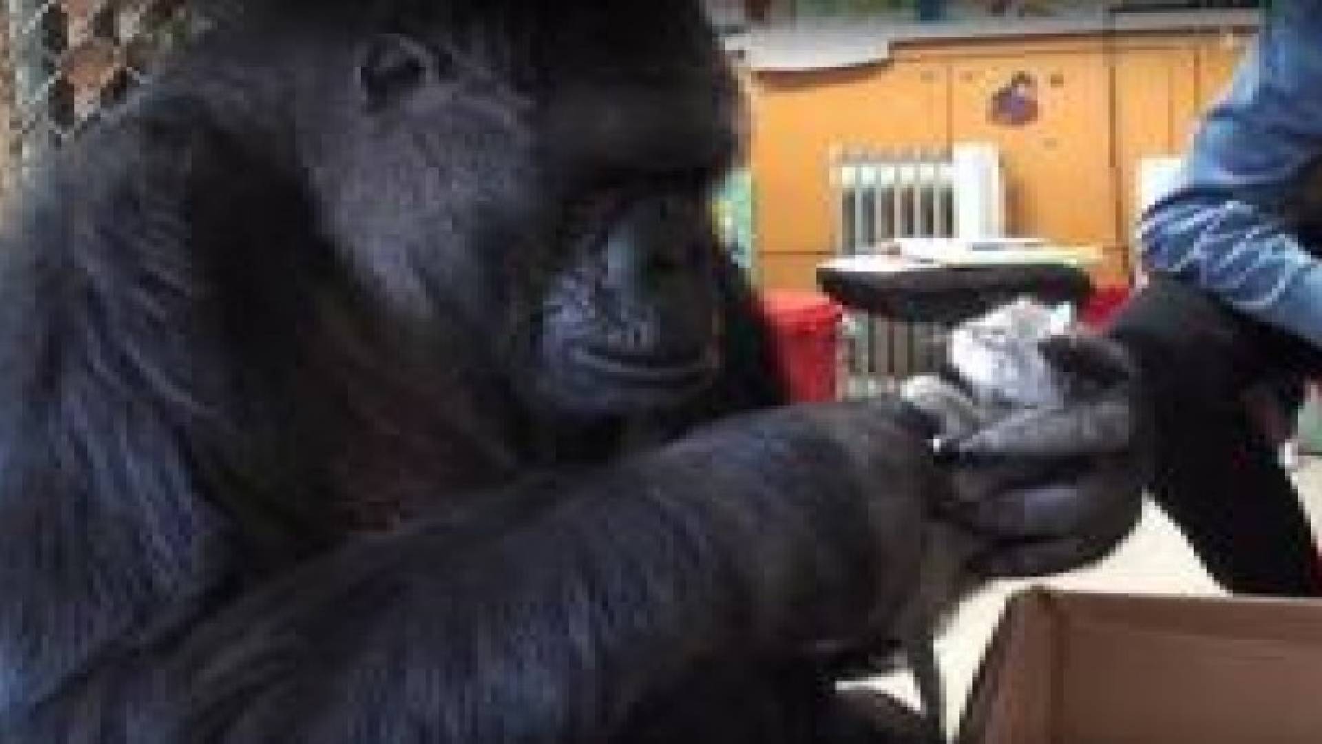 بعد عجزها عن الإنجاب .. غوريلا تتبنى هررة .. فيديو