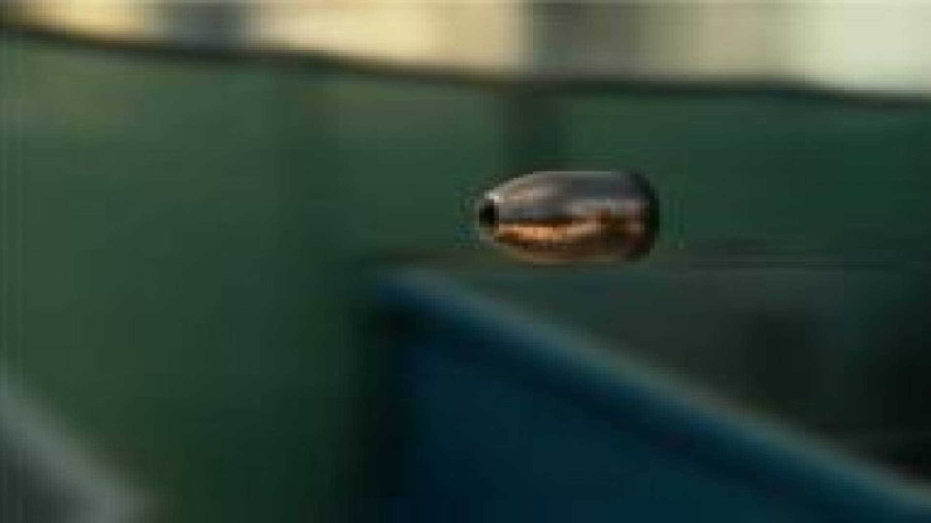 إصابة احد مرتبات دفاع مدني مادبا بعيار طائش