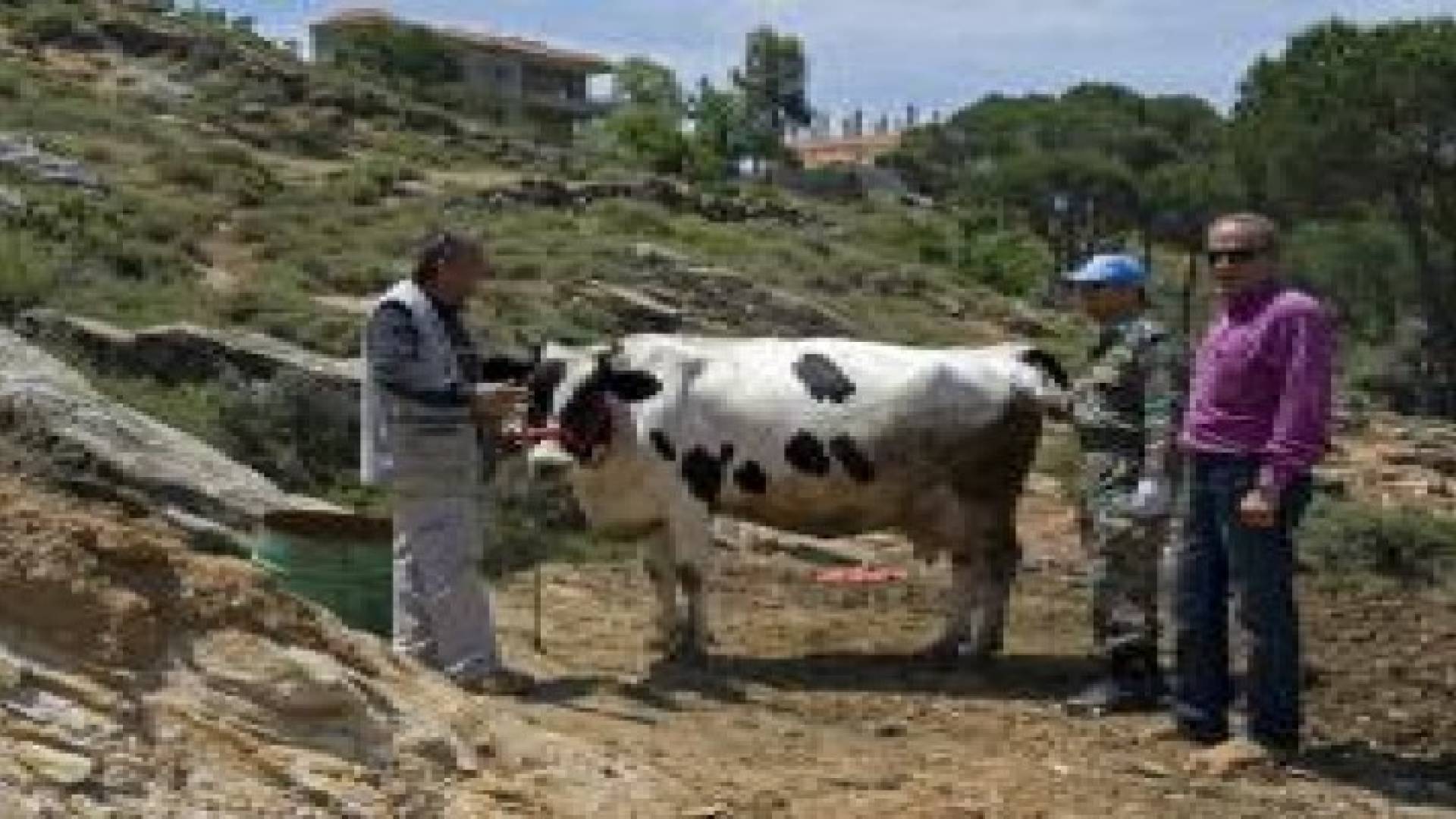 اتهامات لبنانية لدورية إسرائيلية بسرقة 4 رؤوس ماشية من "كفر شوبا"
