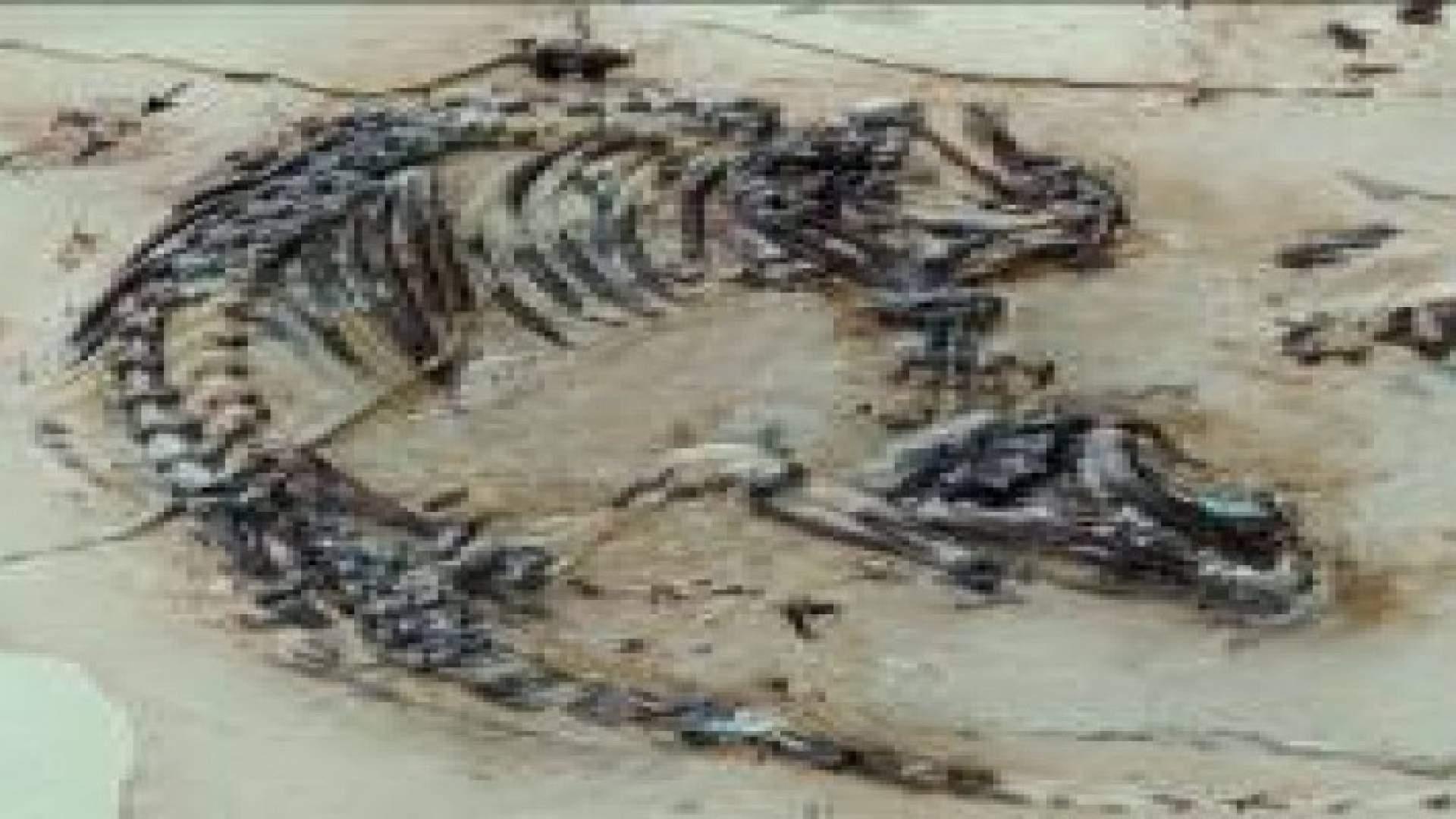 بالصور : العلماء يكتشفون بقايا أحفورية لحيوان تعود إلى 127 مليون عام في إسبانيا