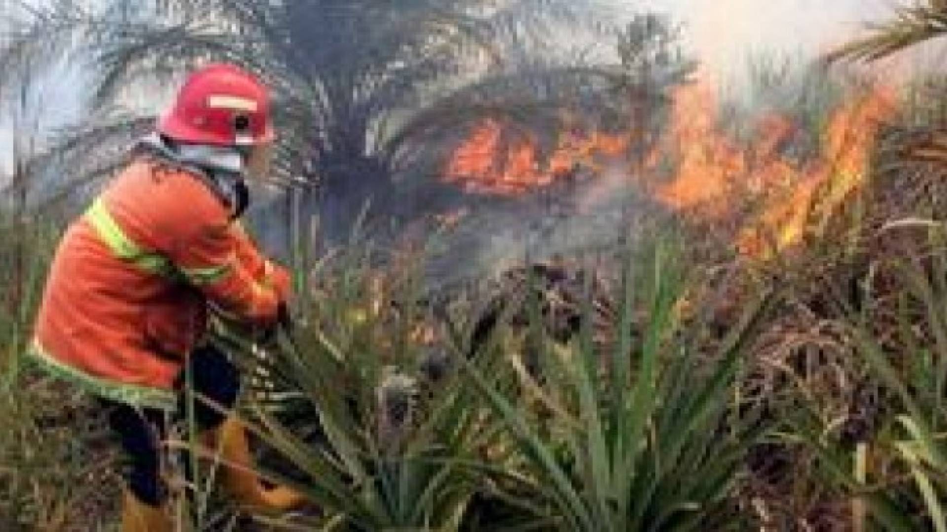 مقتل 7 اشخاص واصابة اثنين بحرائق غابات اندونيسيا