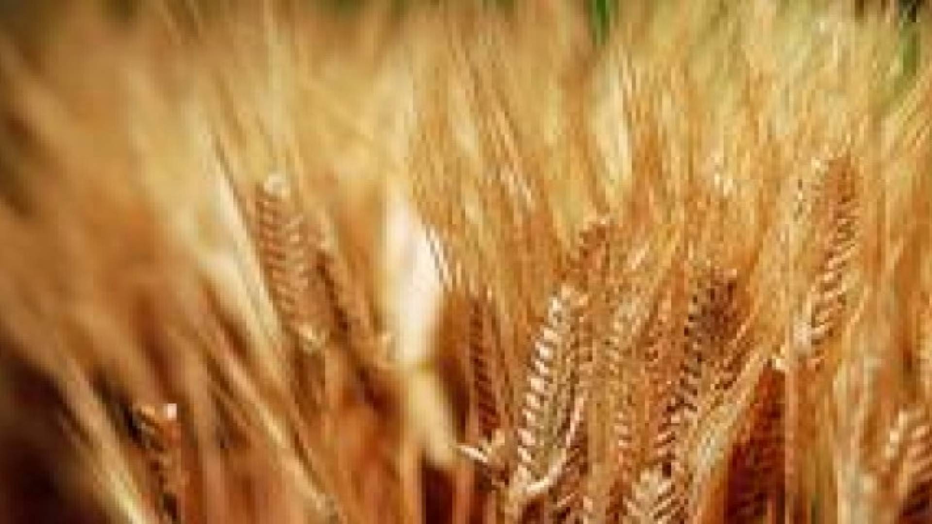 بيع شحنة القمح البولندية