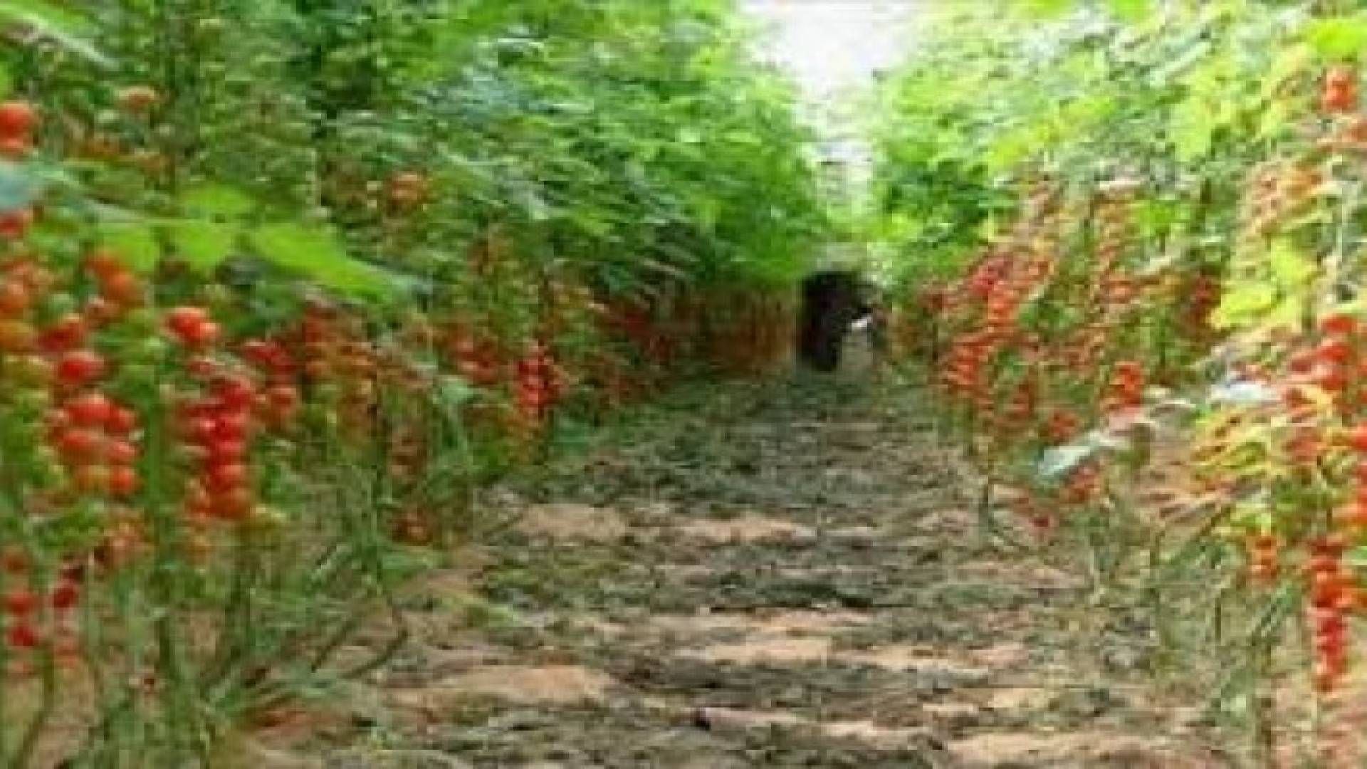 30 الف دونم الأراضي المستغلة للموسم الشتوي في الأغوار الجنوبية