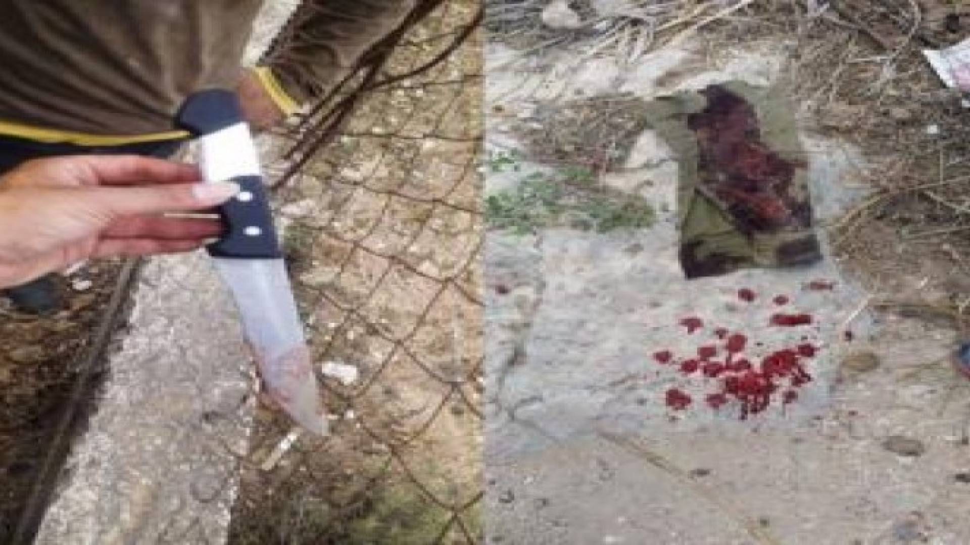 بالصور: استشهاد شاب فلسطيني برصاص الاحتلال في الخليل