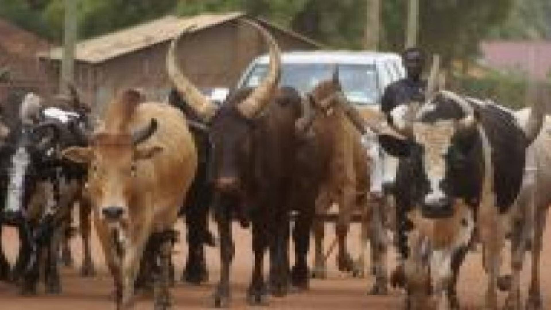 تكنولوجيا ثورية.. قياس أوزان البقر بالقمر الصناعي